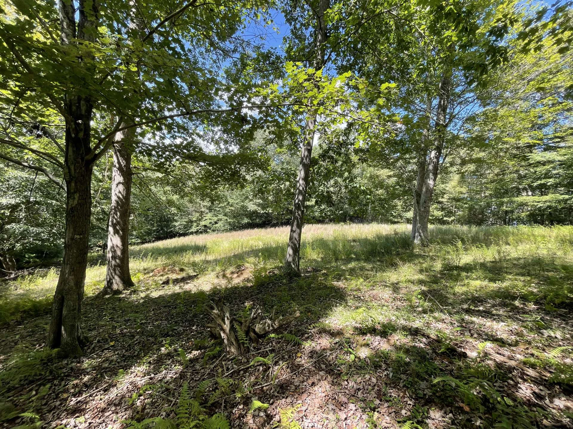Image number 12 for the current listing