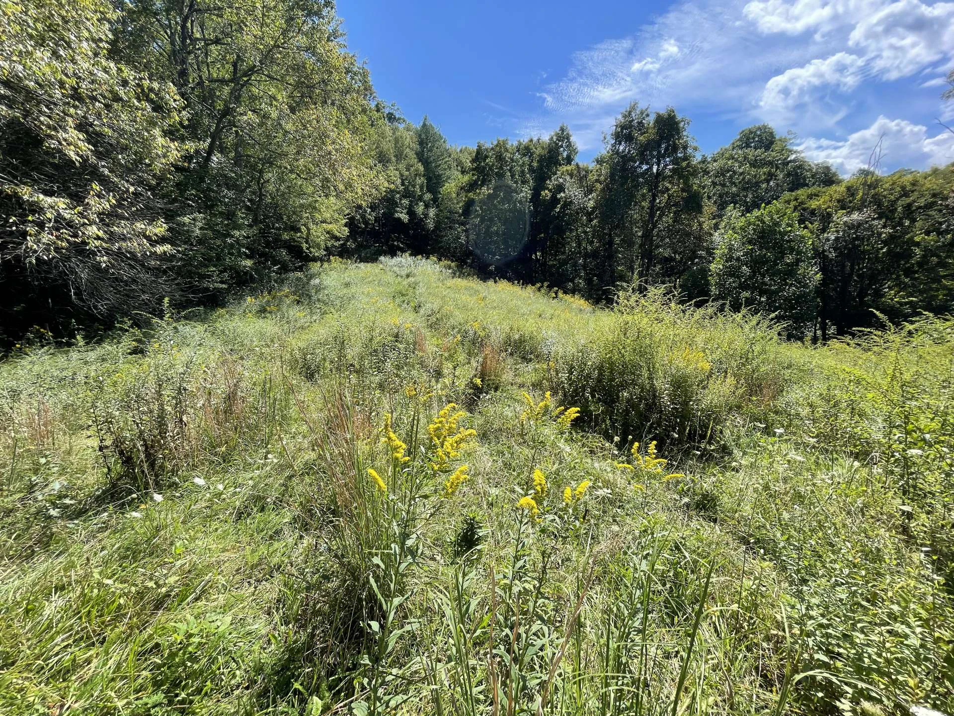 Image number 2 for the current listing