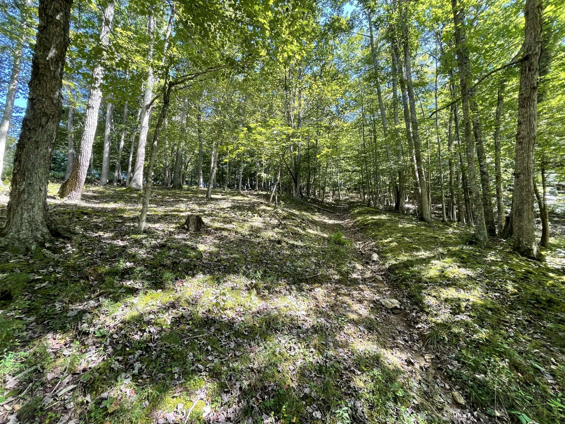 Image number 6 for the current listing