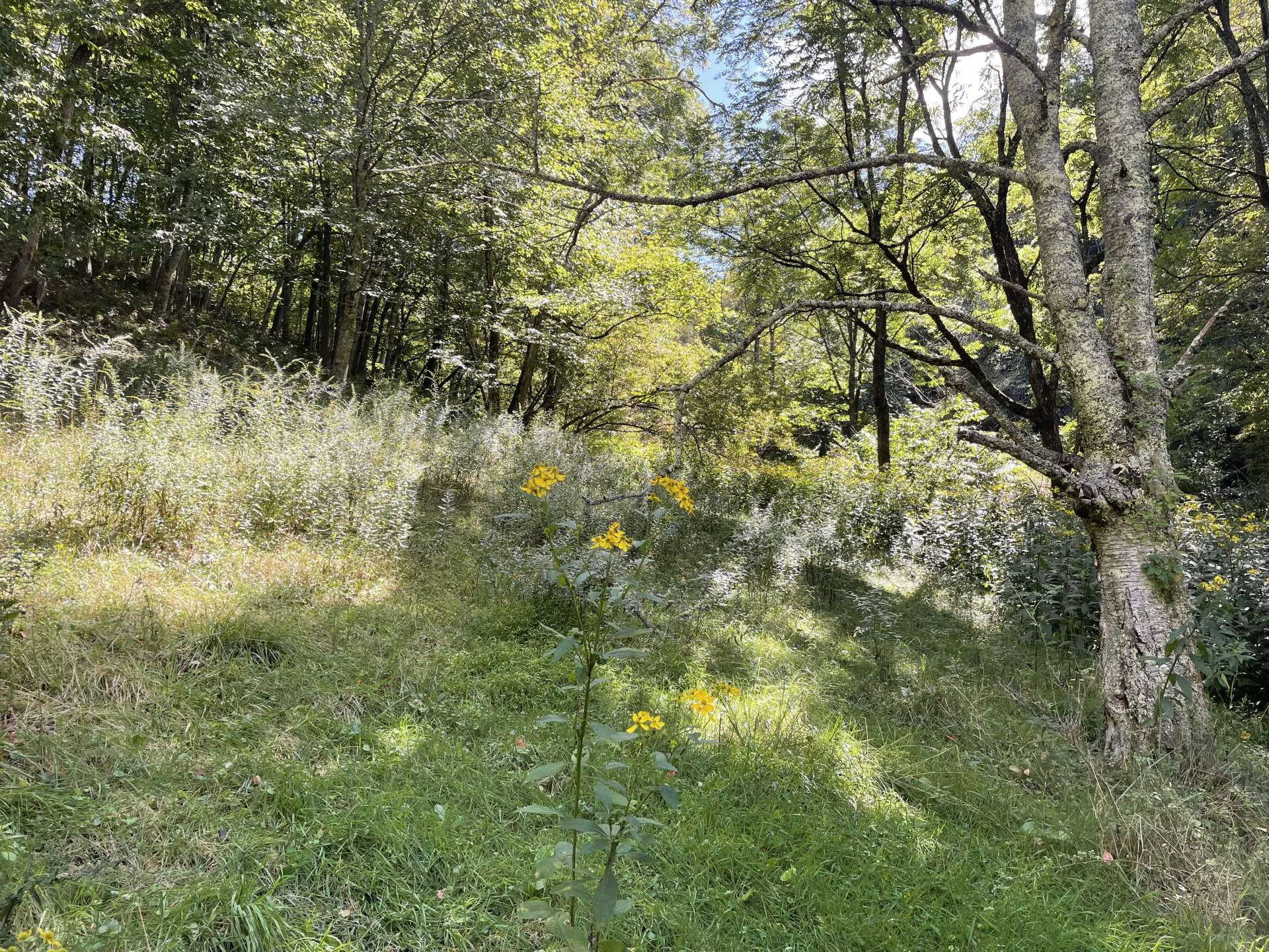 Image number 5 for the current listing