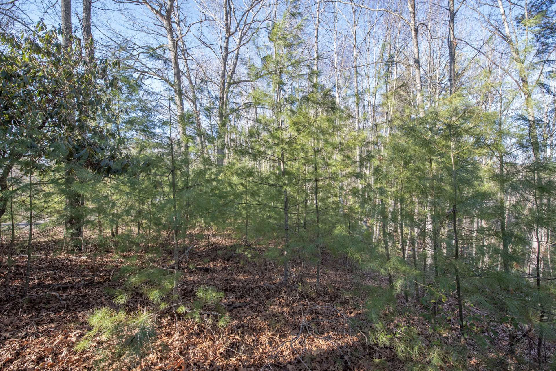 Image number 6 for the current listing