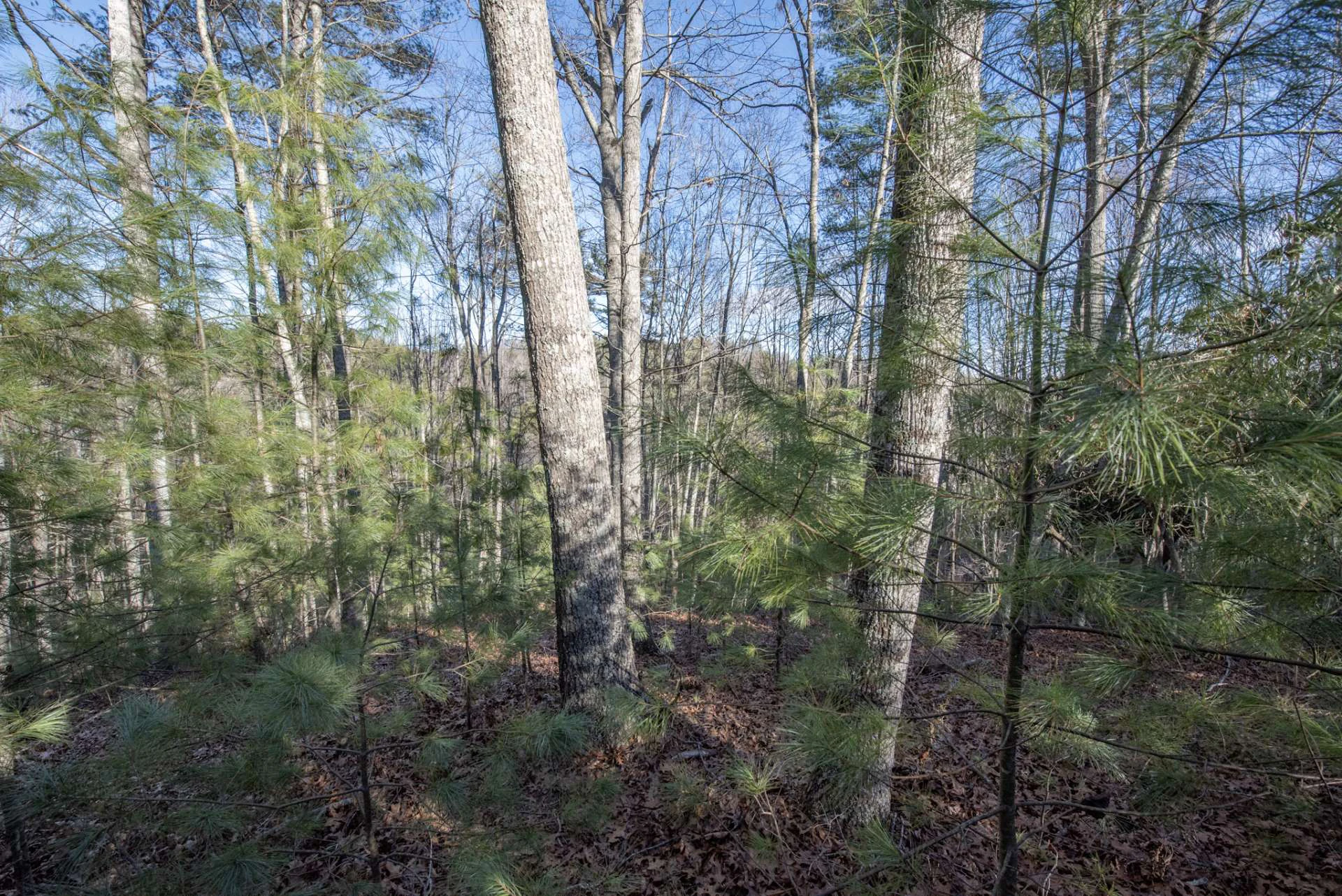 Image number 7 for the current listing