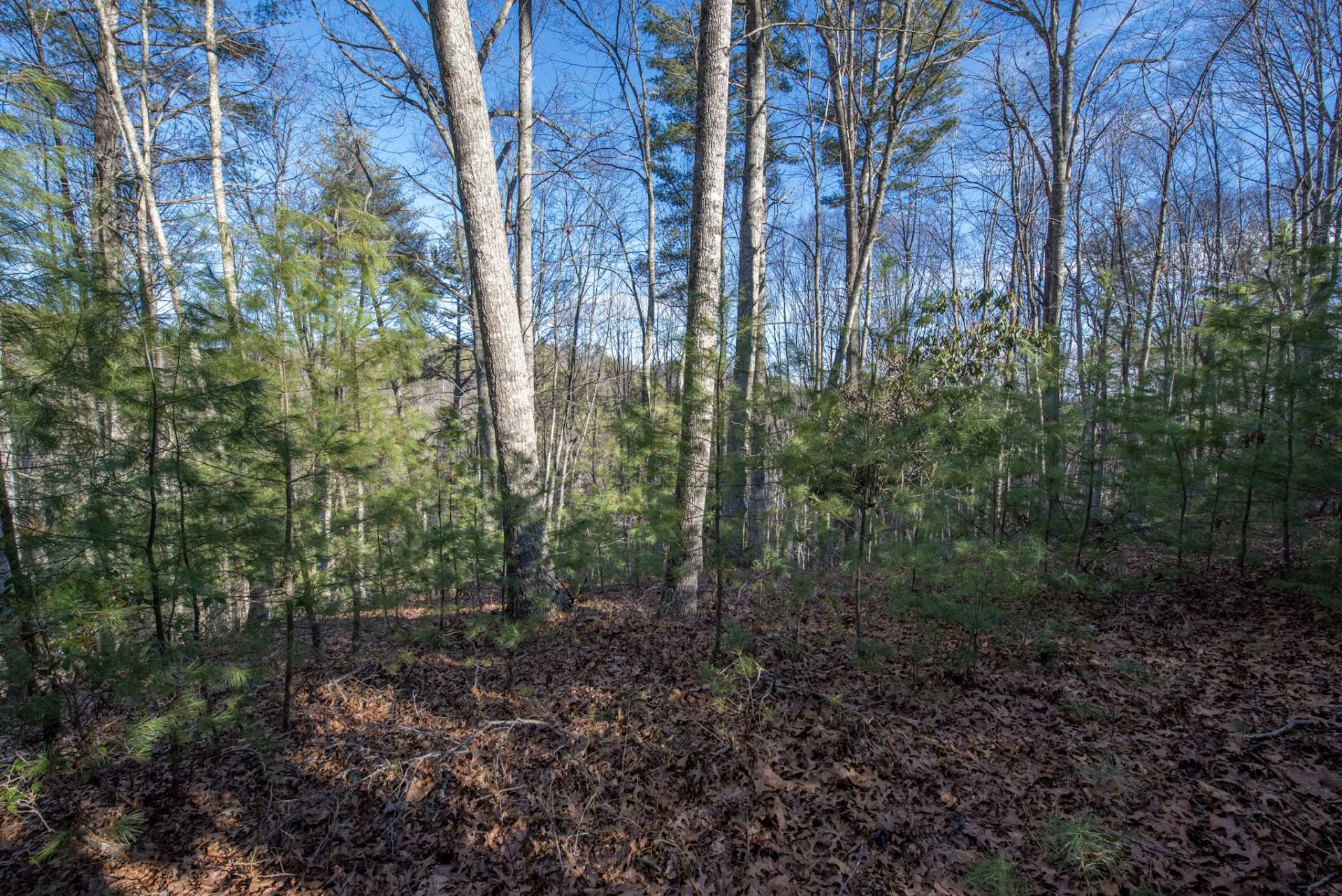 Image number 9 for the current listing