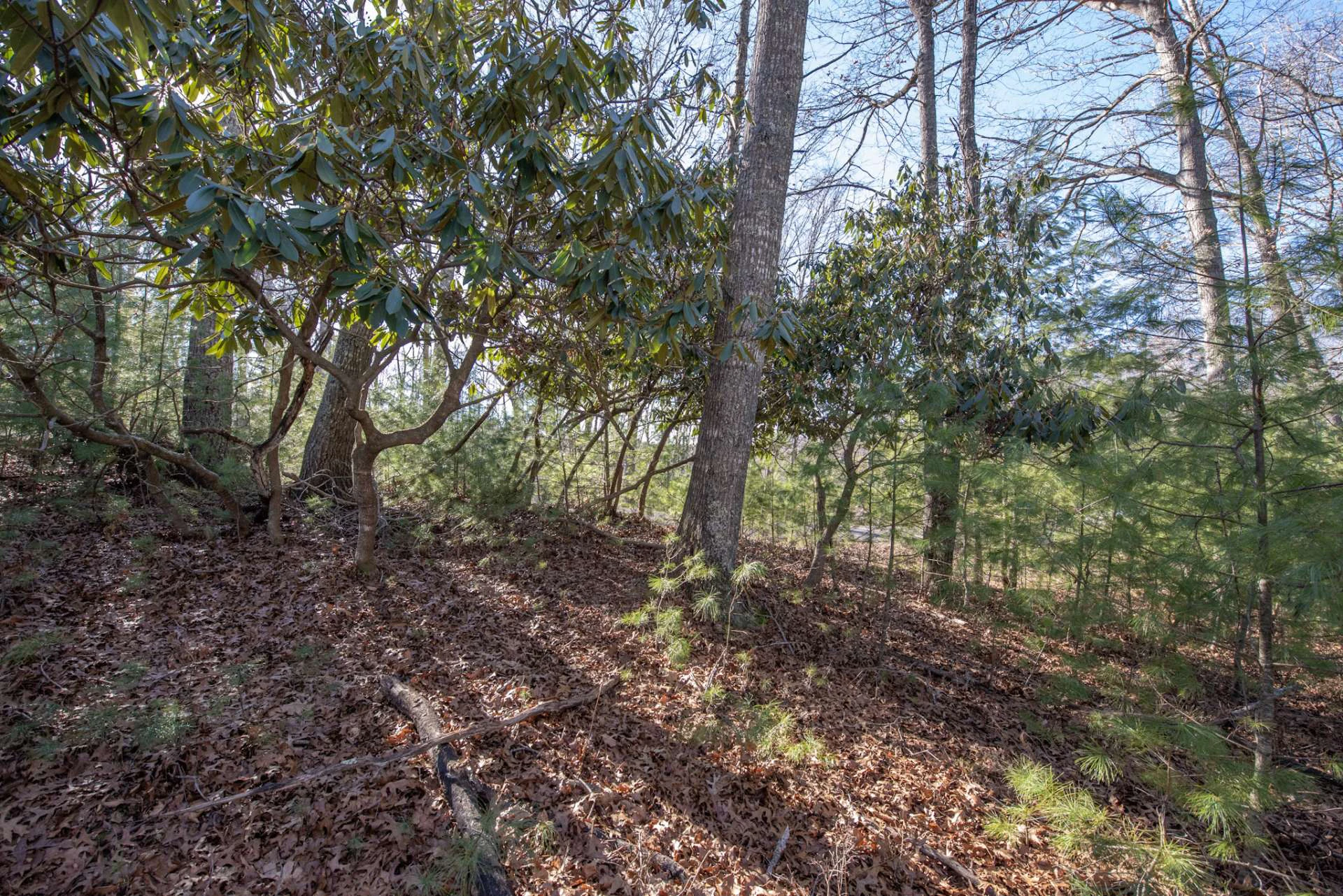 Image number 10 for the current listing