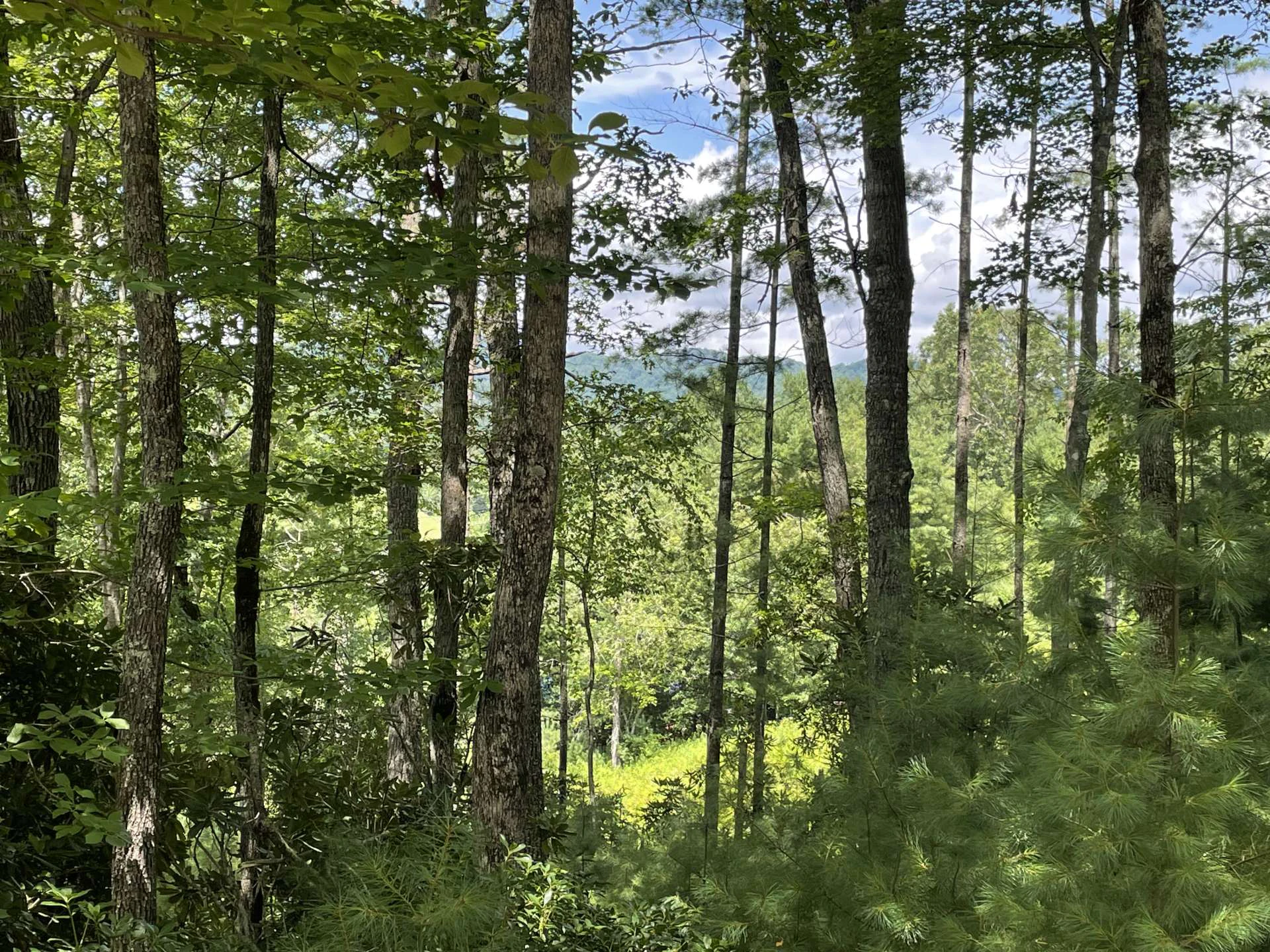 Image number 11 for the current listing