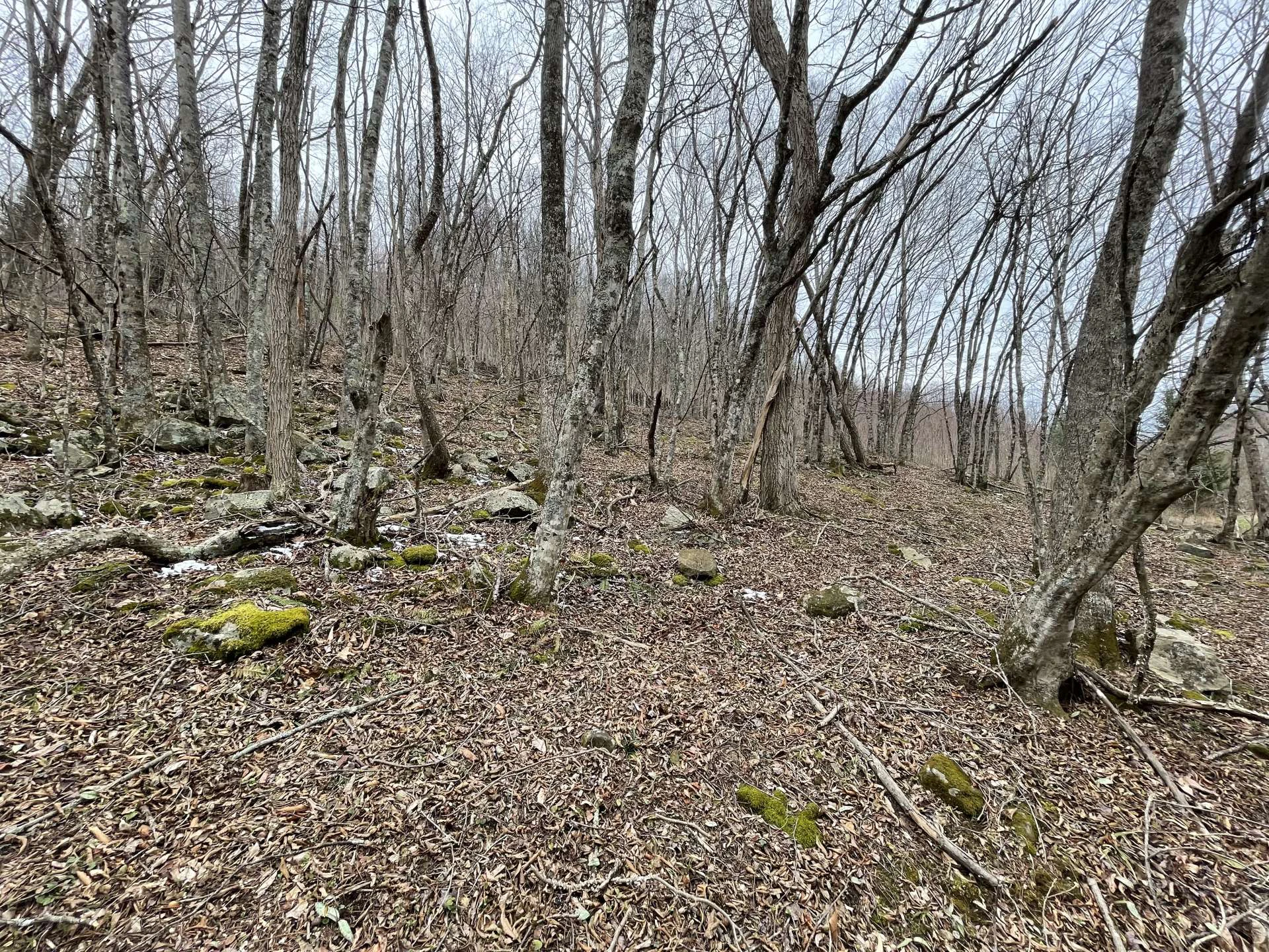 Image number 7 for the current listing