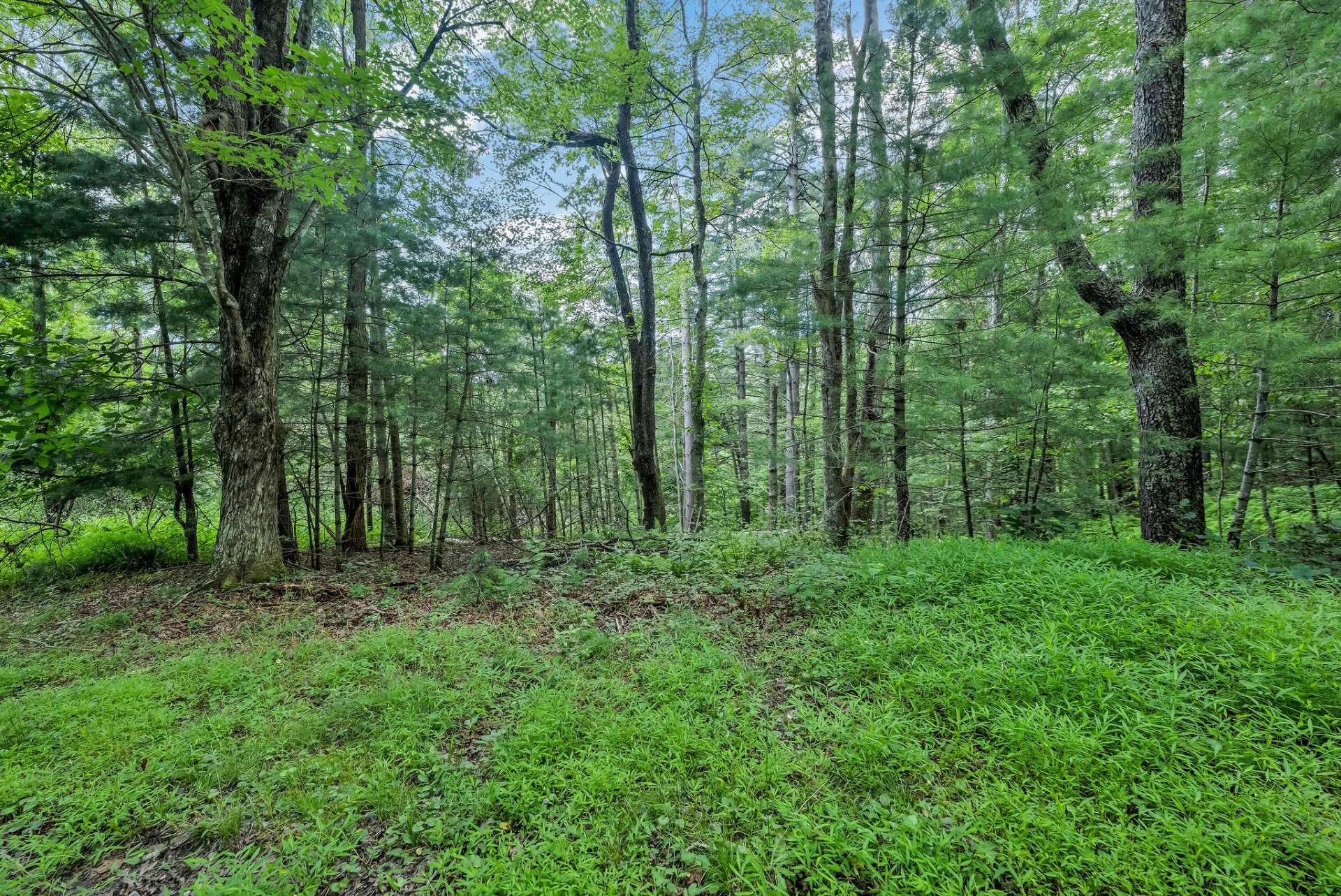Image number 6 for the current listing