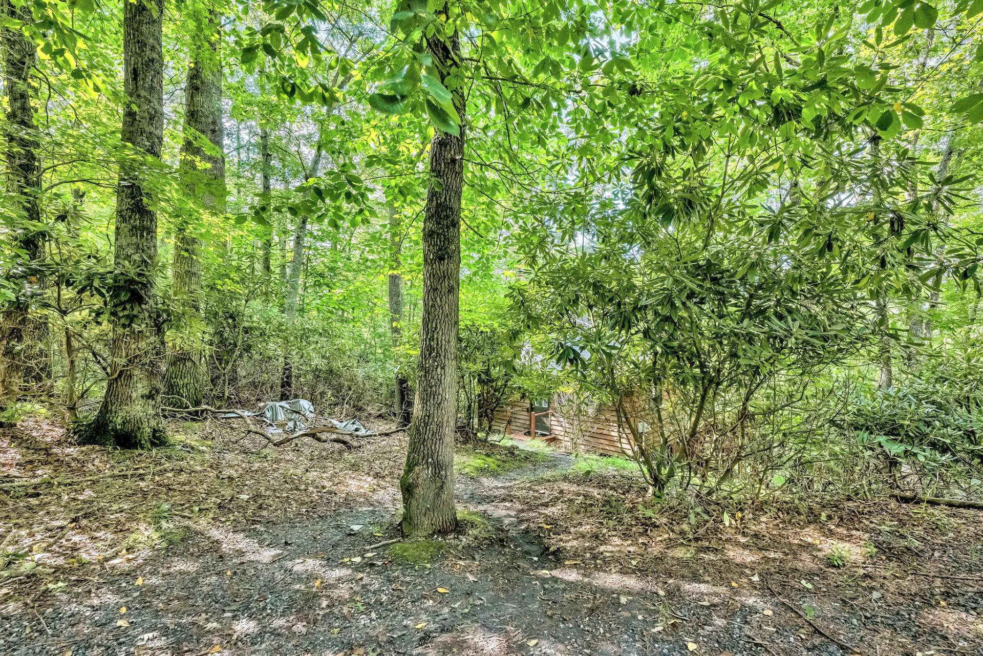 Image number 13 for the current listing