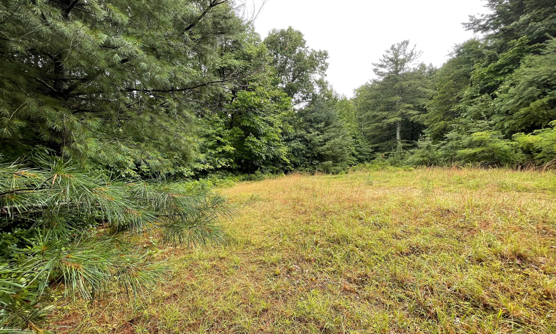 Image number 1 for the current listing