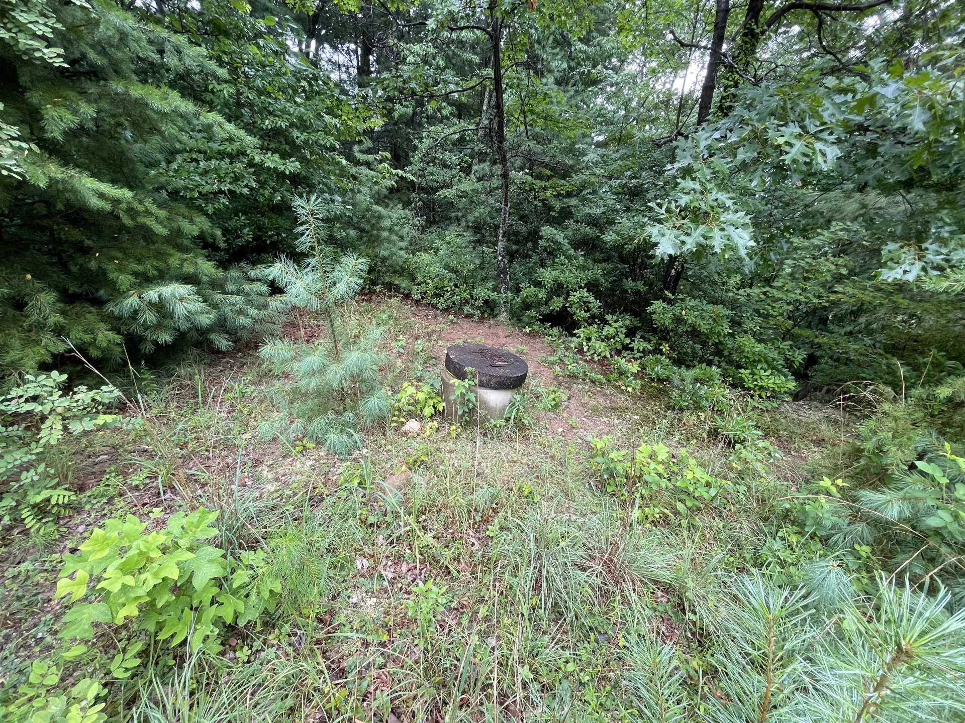 Image number 3 for the current listing