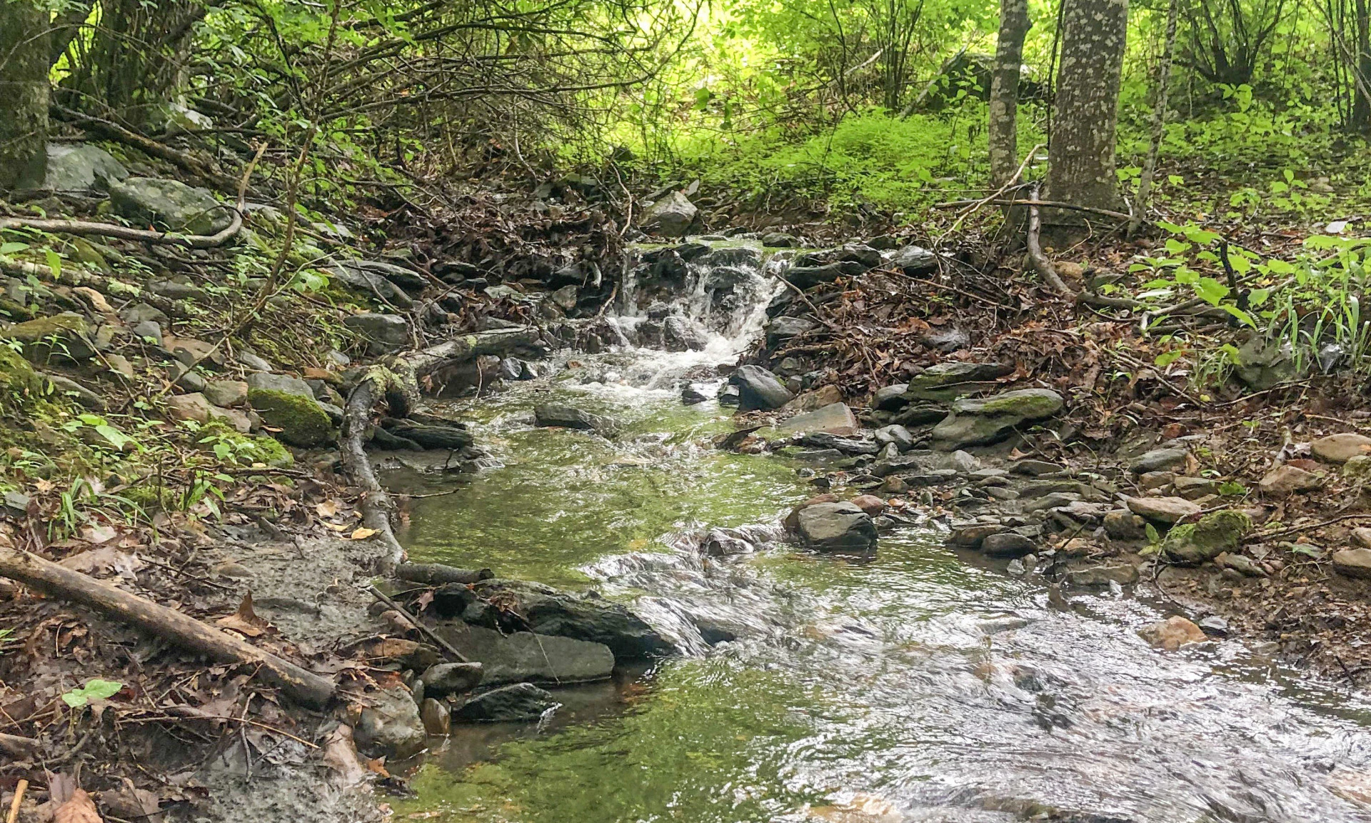 Image number 1 for the current listing