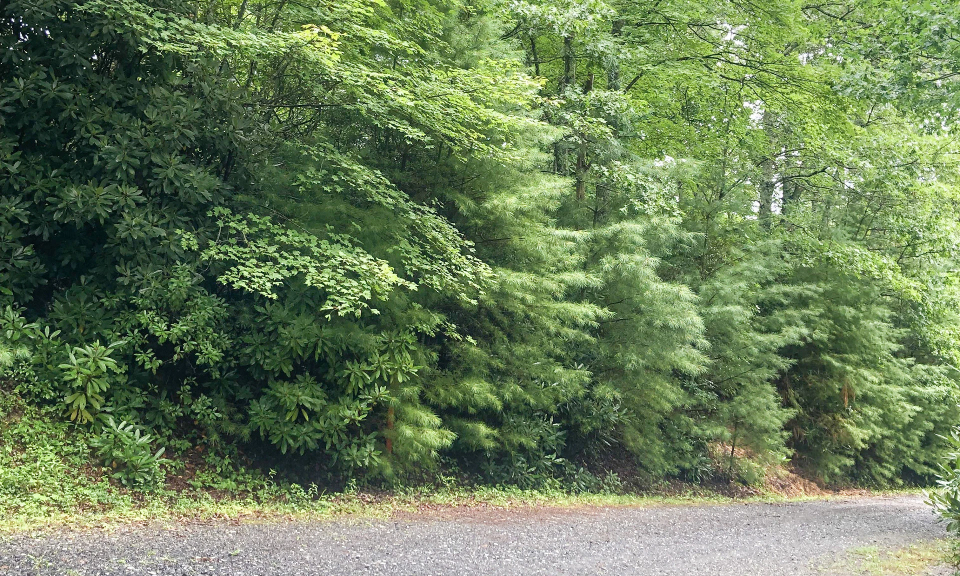 Image number 1 for the current listing