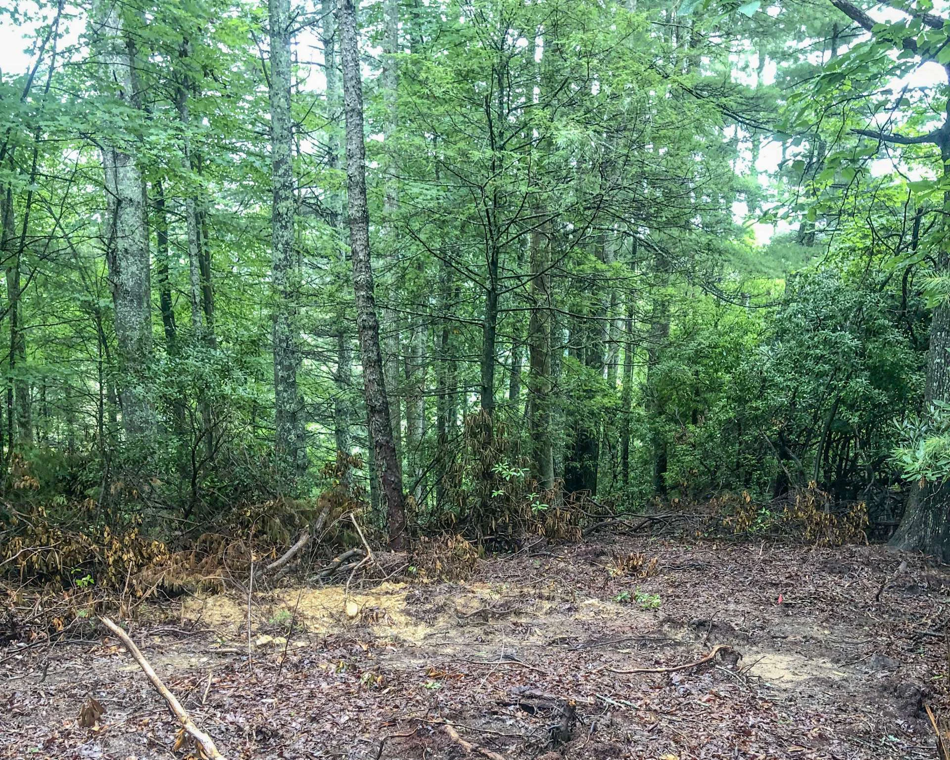 Image number 2 for the current listing