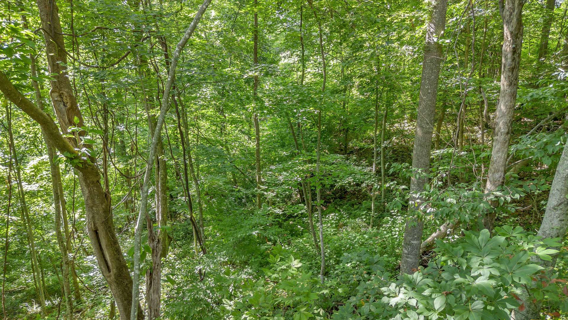 Image number 3 for the current listing