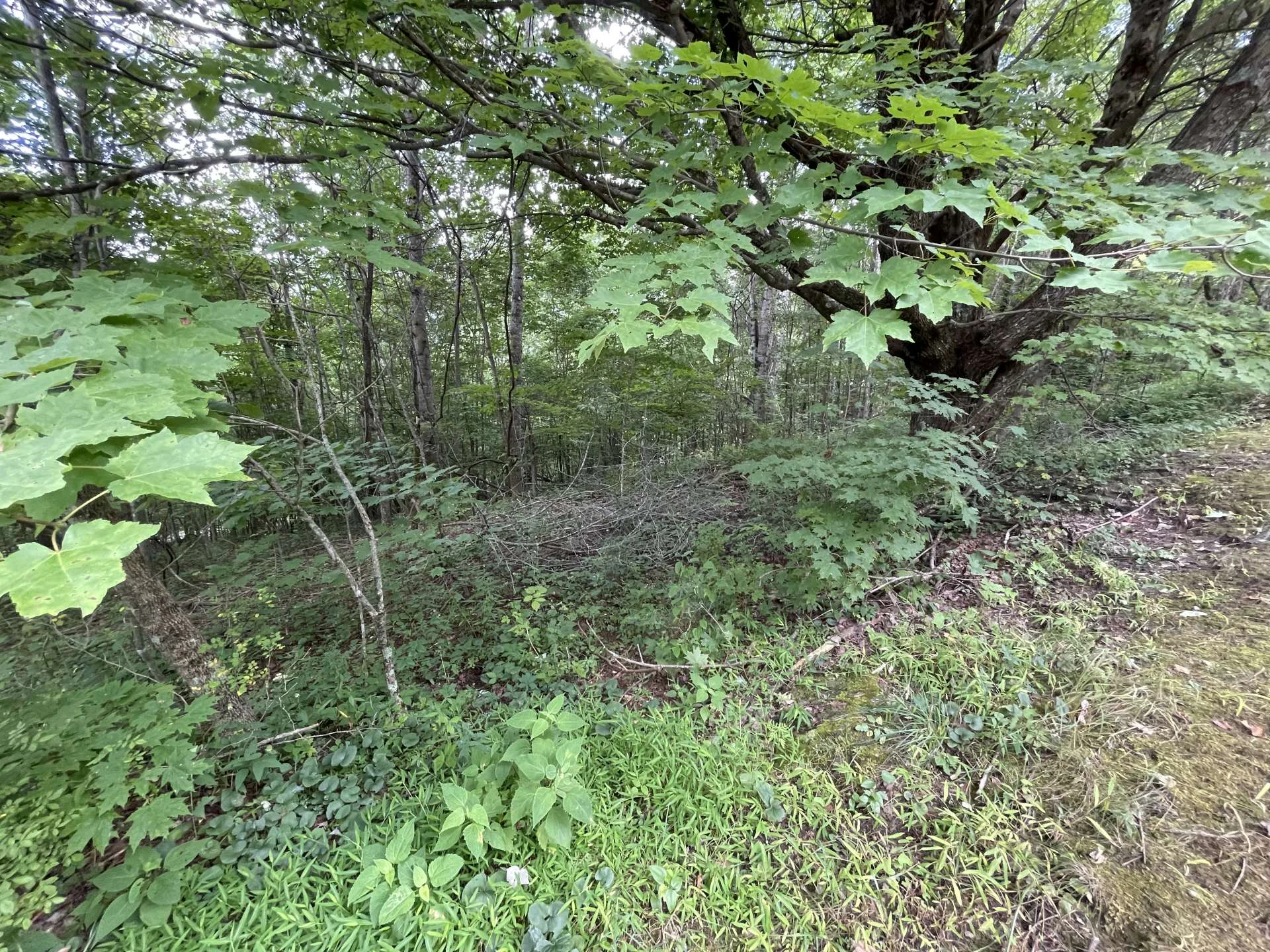 Image number 5 for the current listing