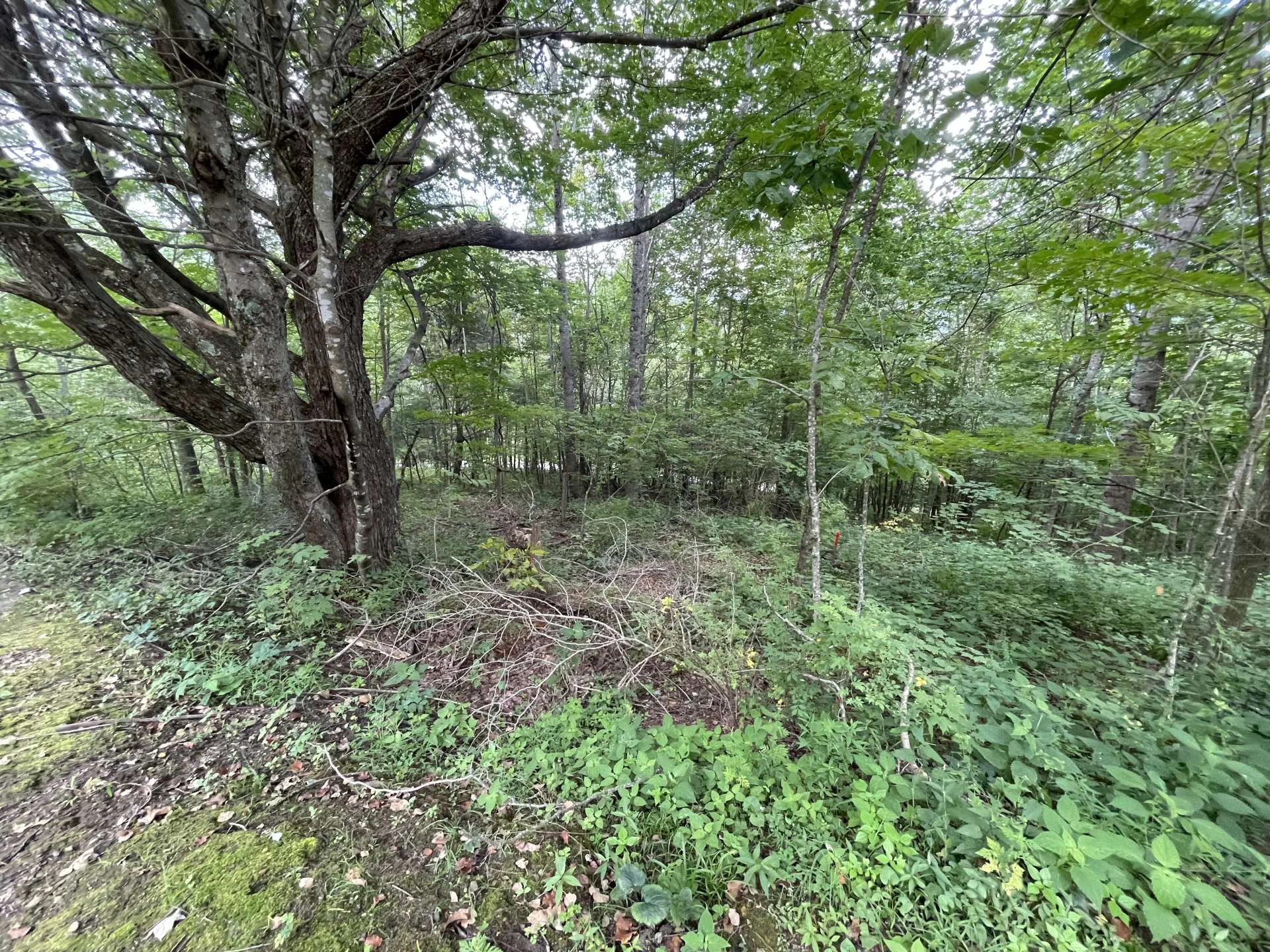 Image number 2 for the current listing