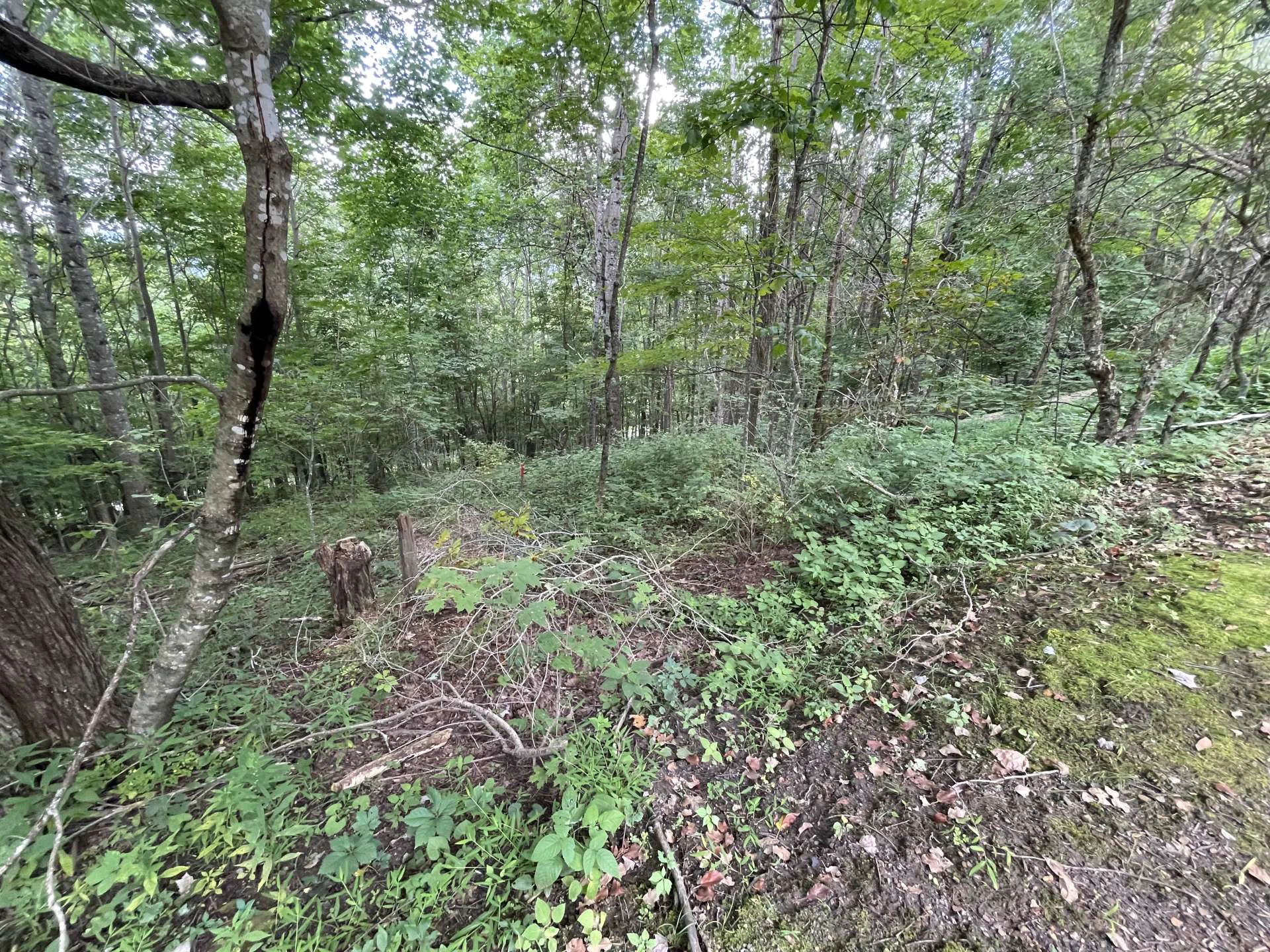 Image number 3 for the current listing
