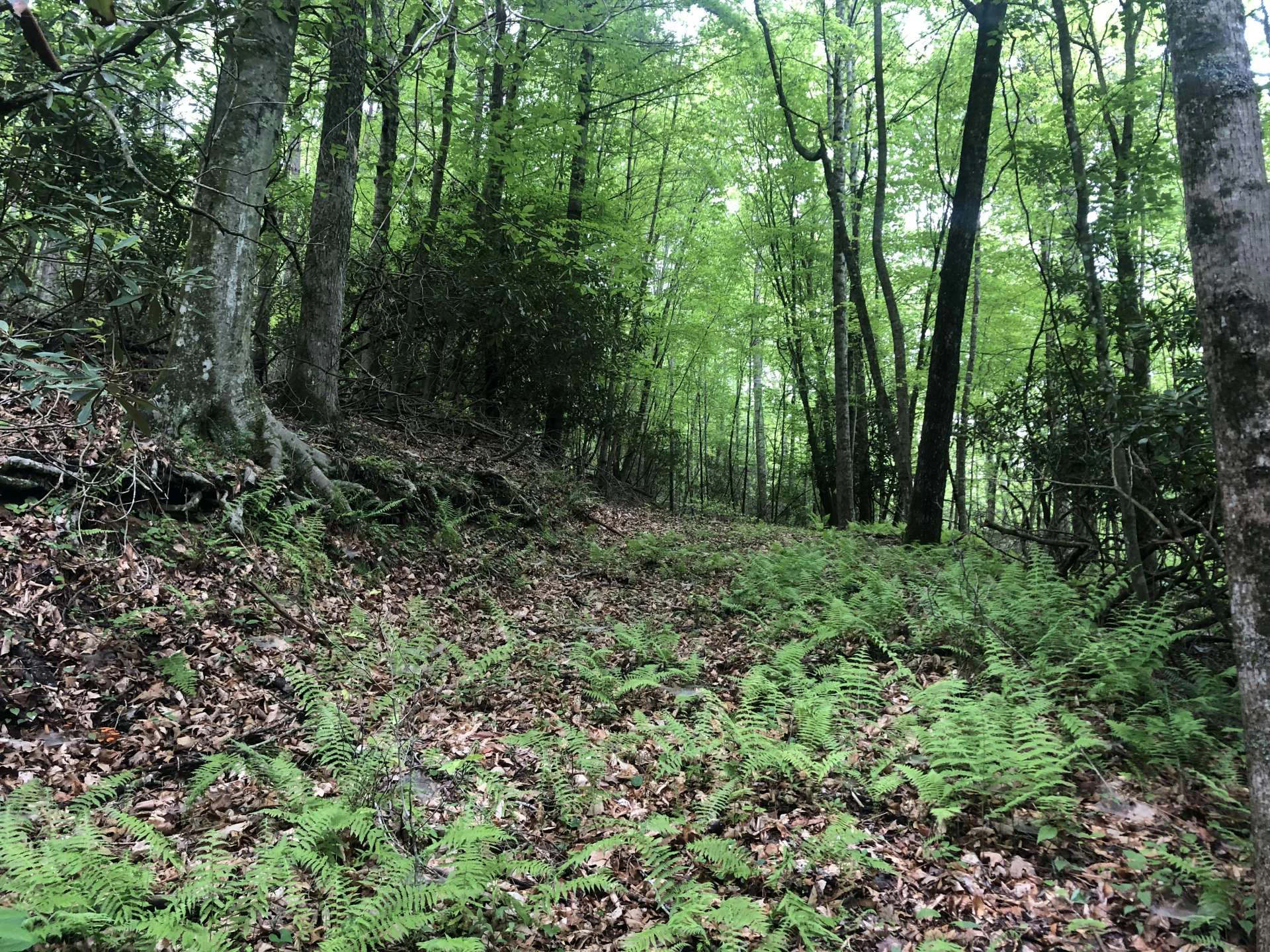 Image number 2 for the current listing
