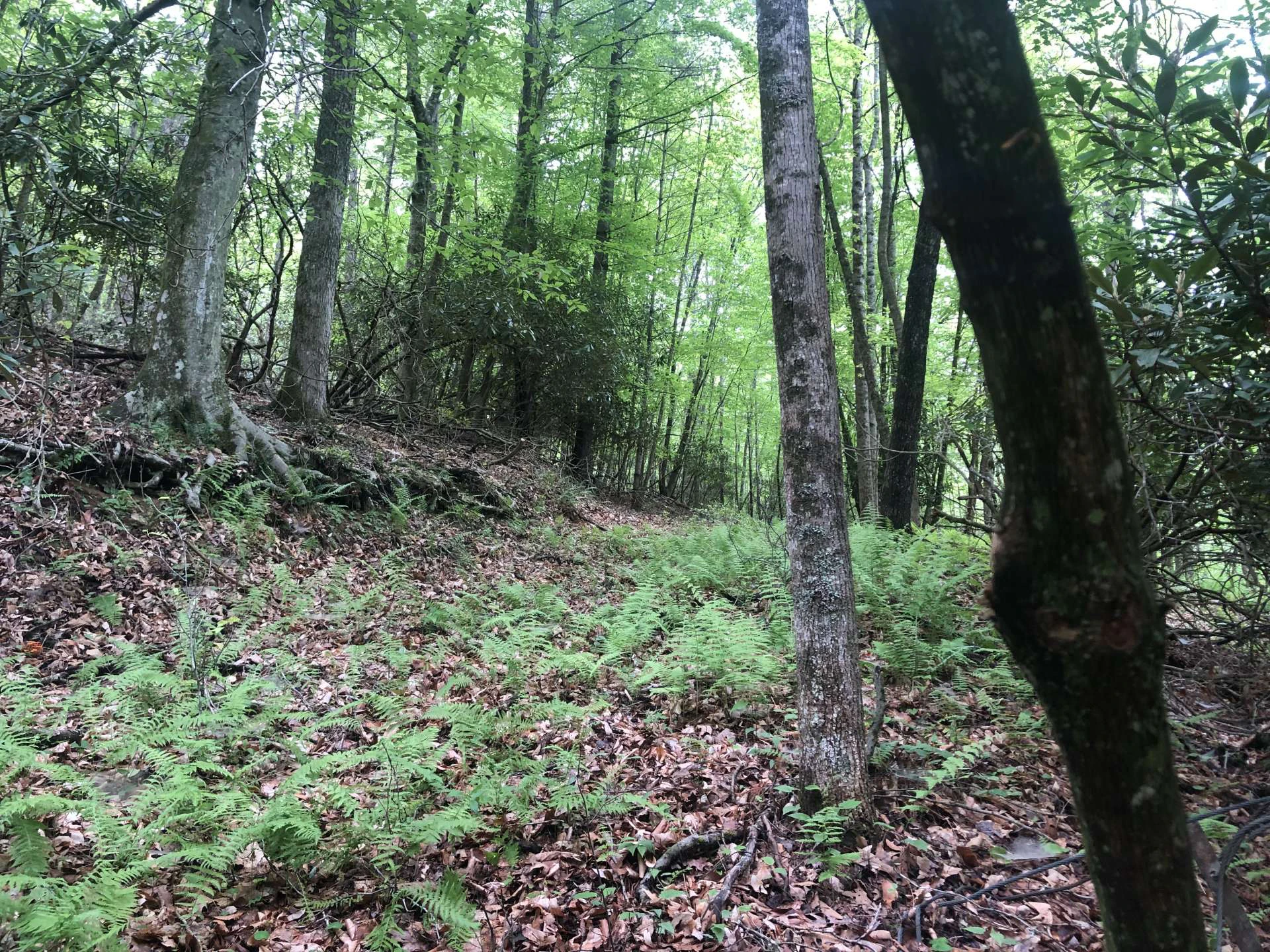 Image number 11 for the current listing