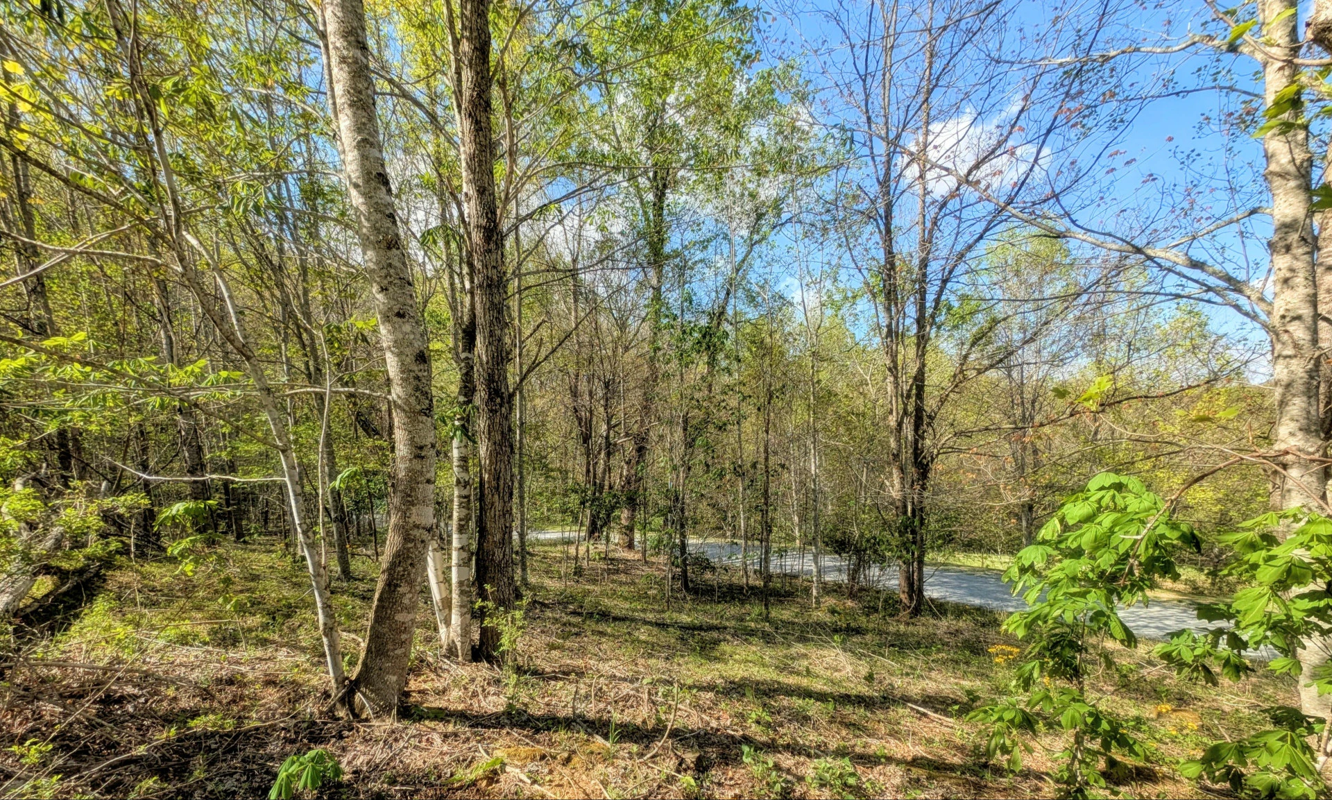 Image number 1 for the current listing