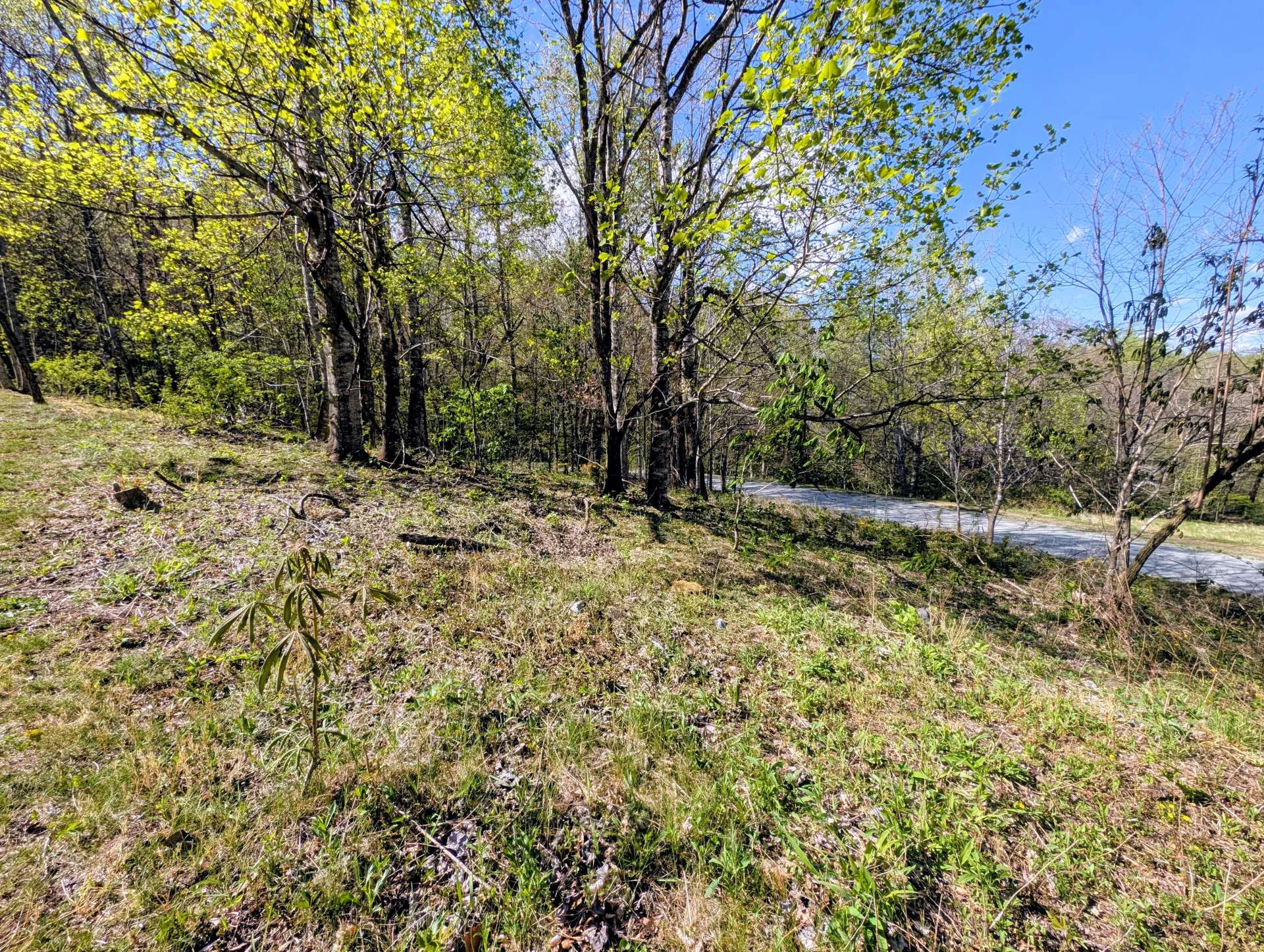 Image number 3 for the current listing