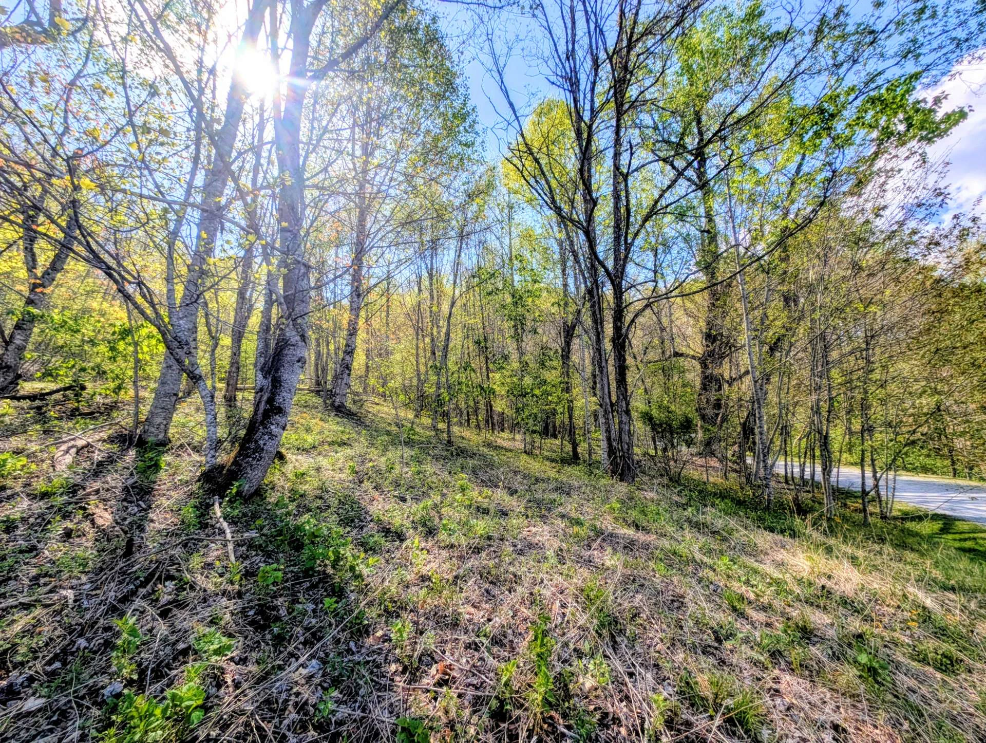 Image number 4 for the current listing