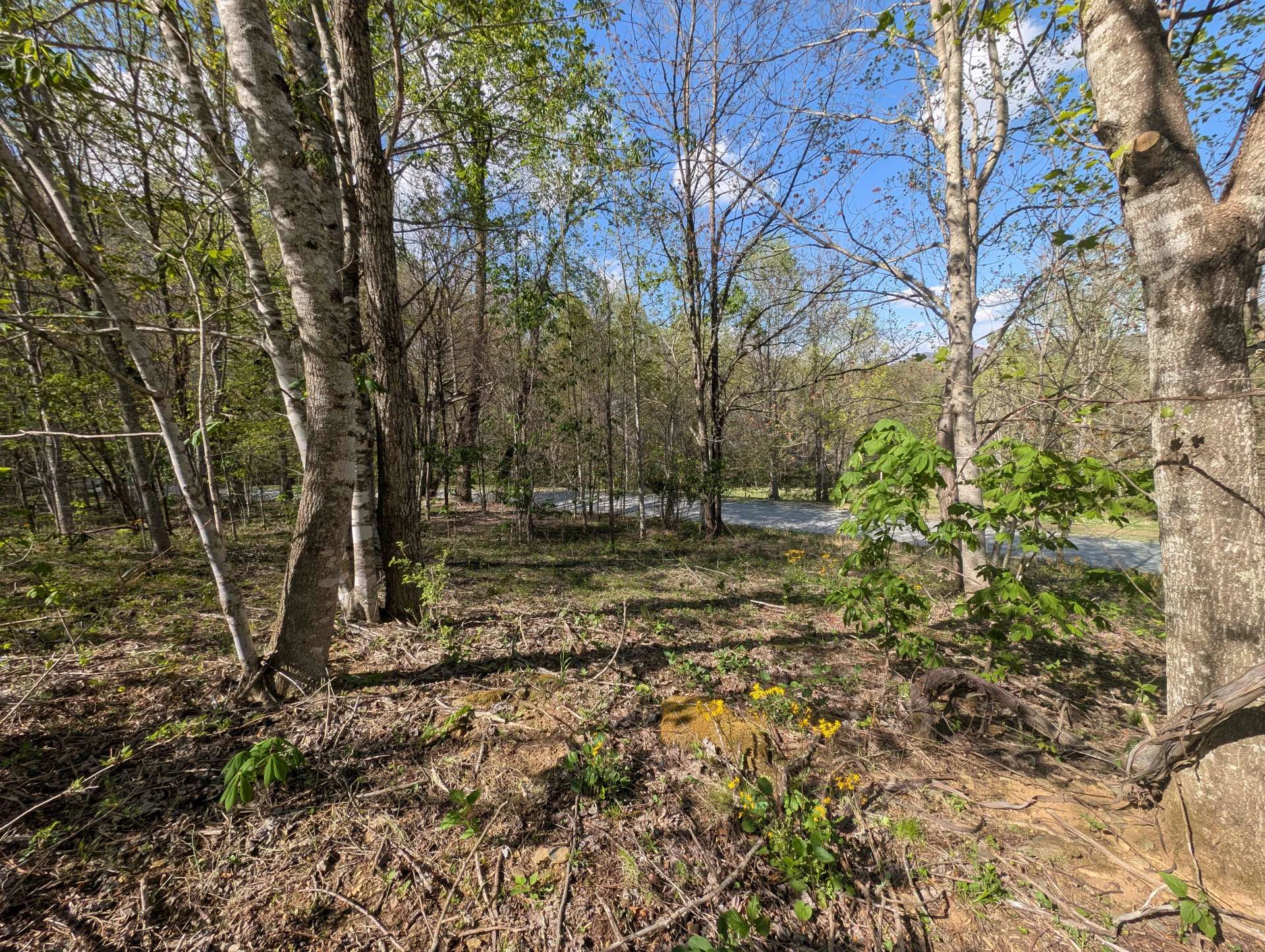 Image number 5 for the current listing