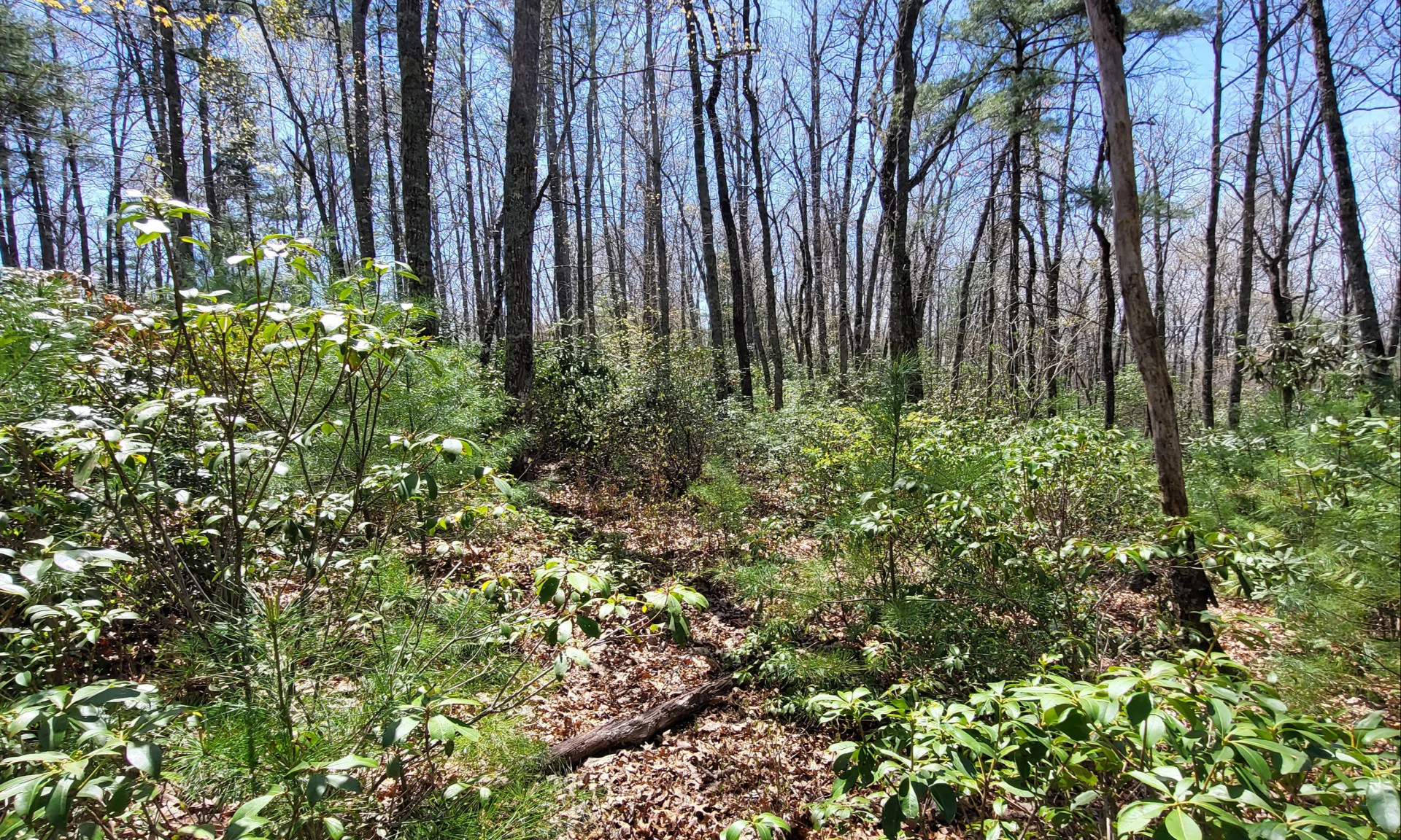 Image number 1 for the current listing
