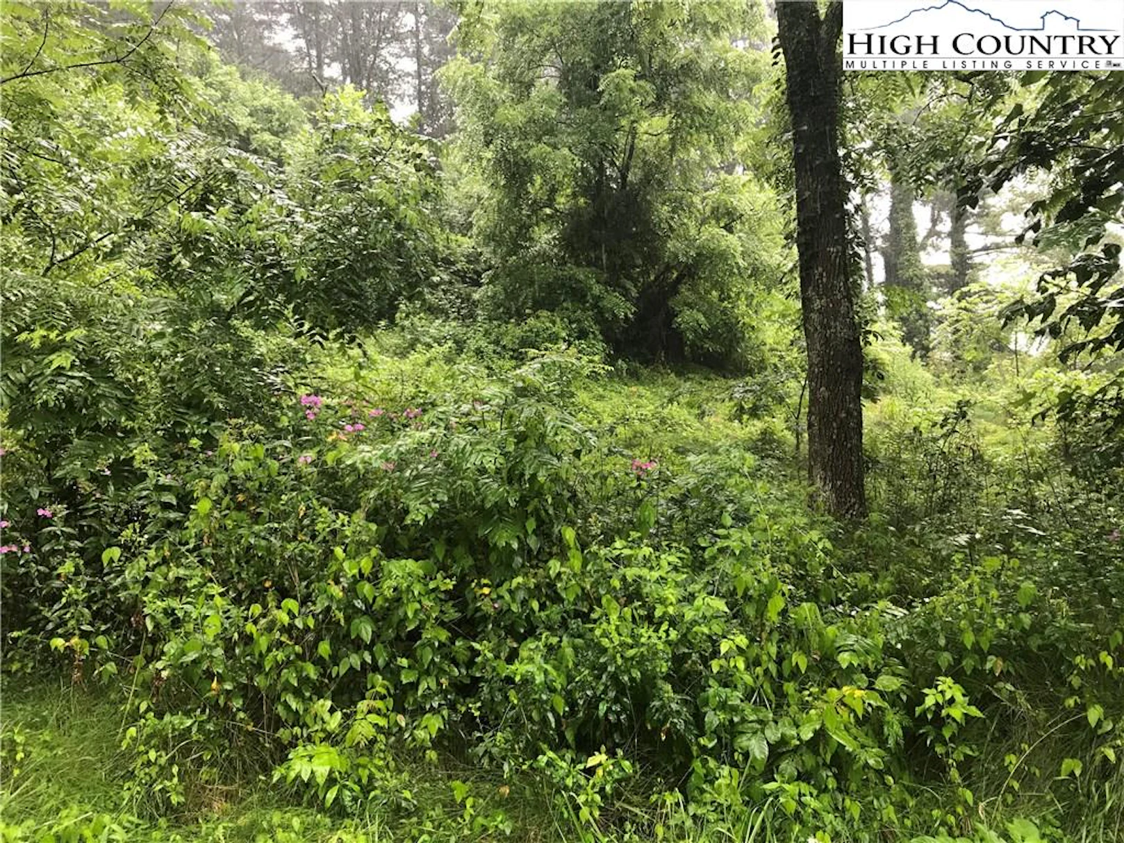 Image number 1 for the current listing