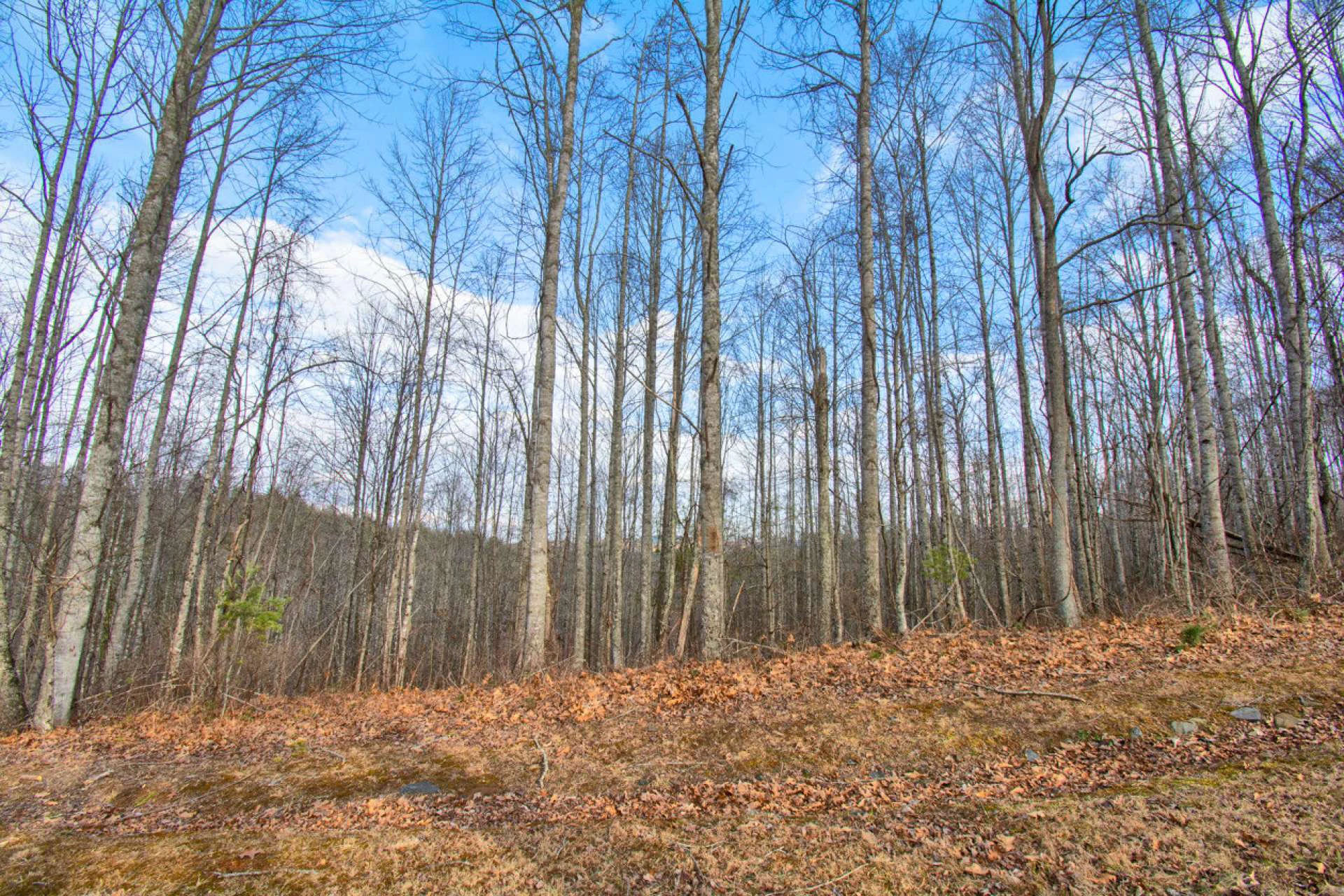 Image number 2 for the current listing