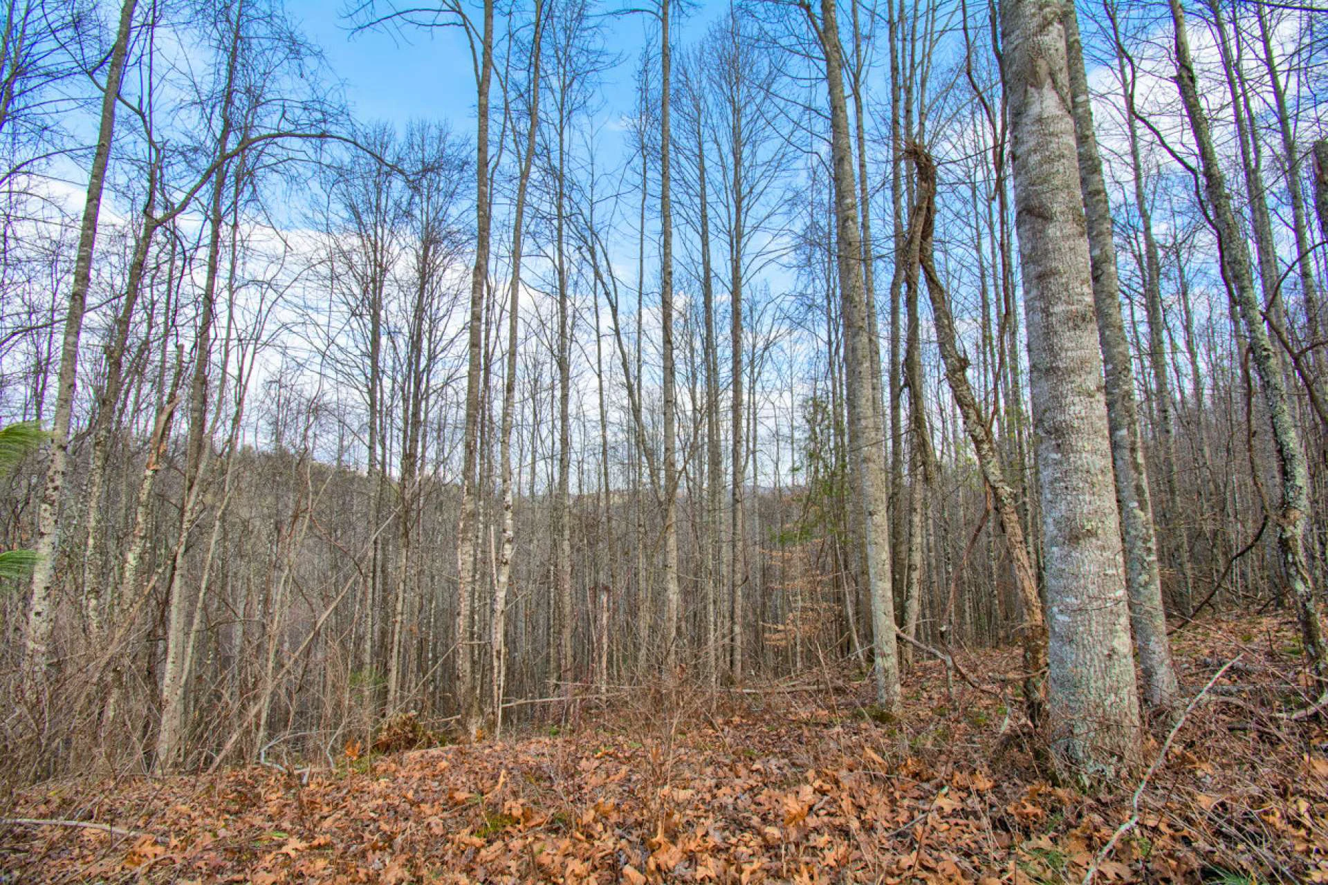 Image number 3 for the current listing