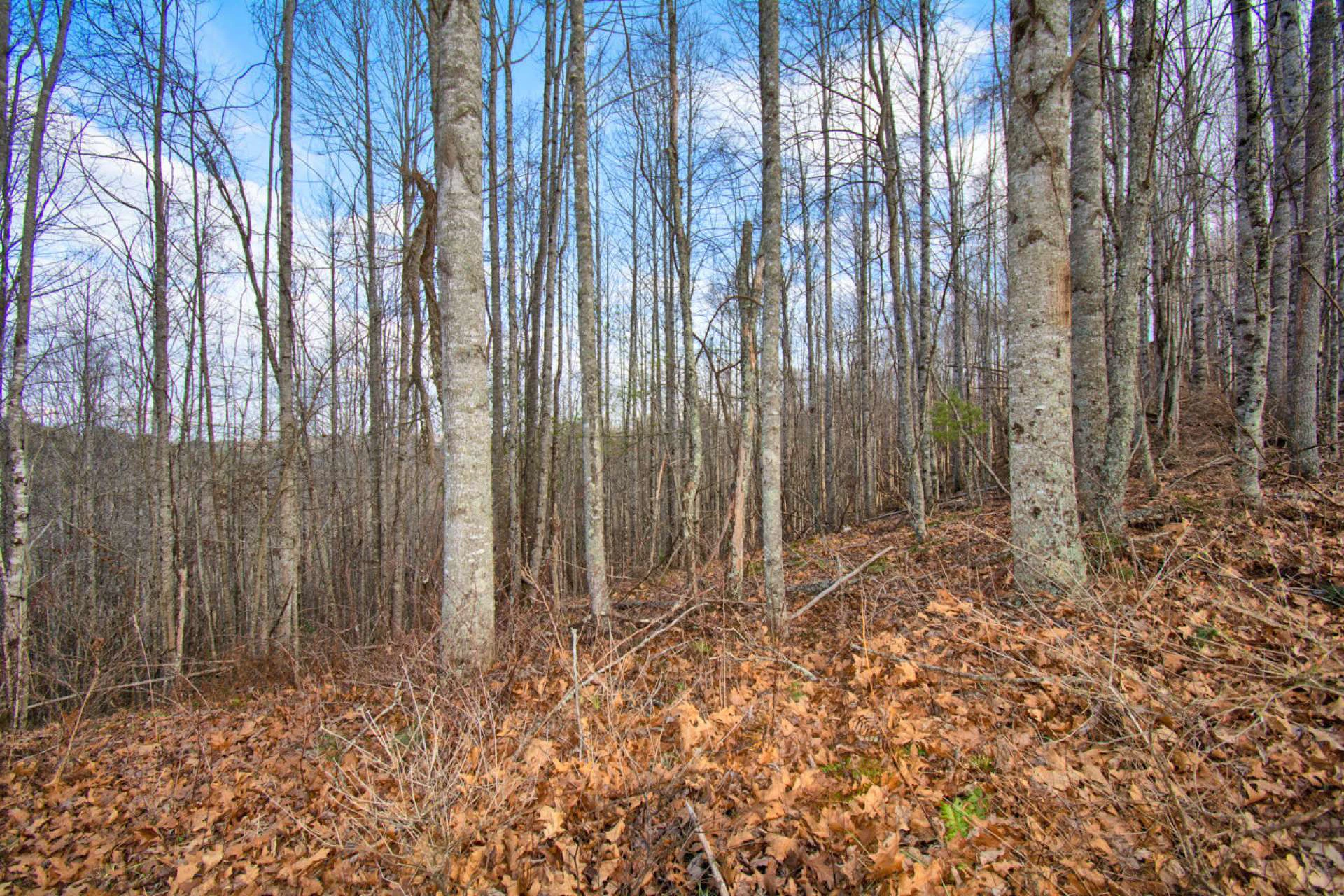 Image number 4 for the current listing