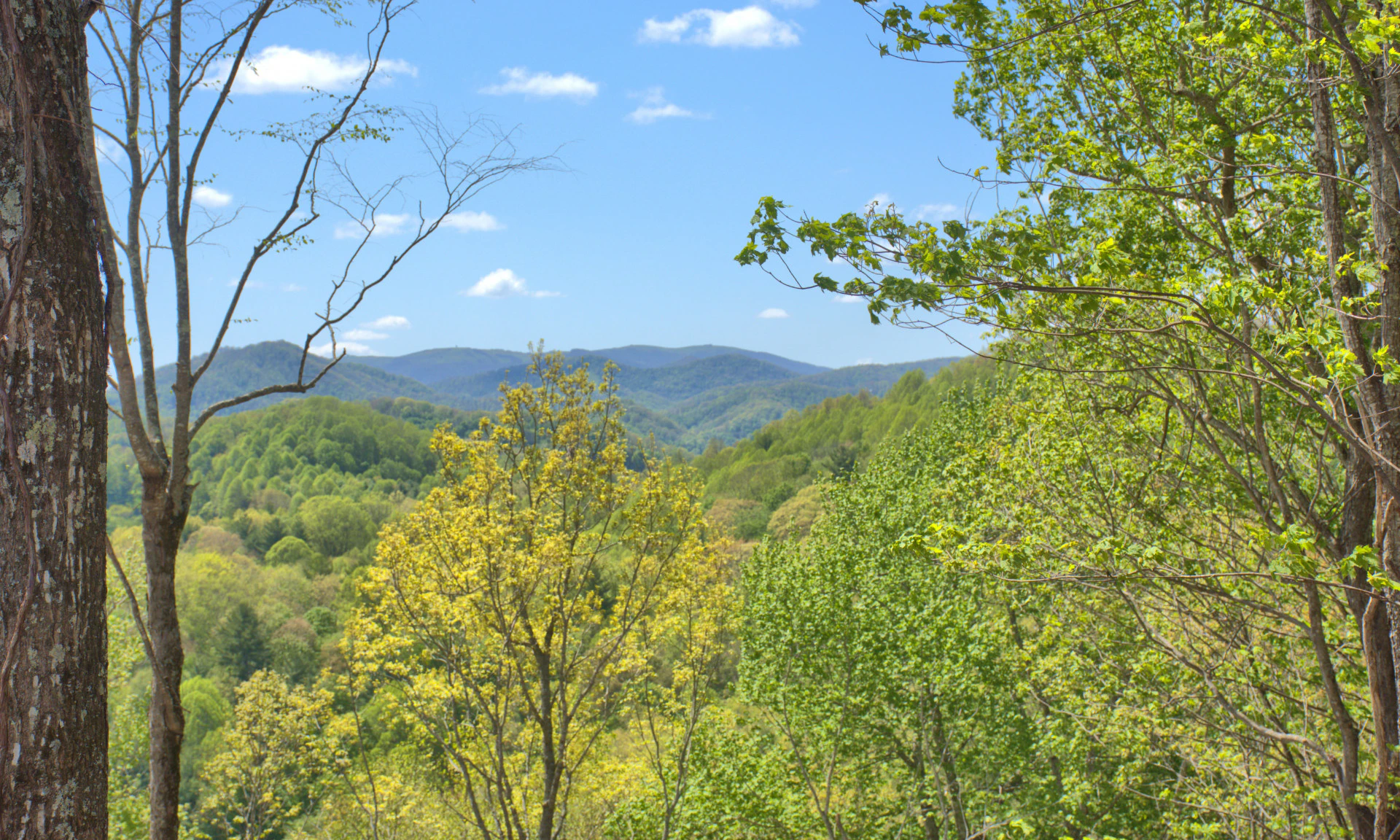 Image number 1 for the current listing