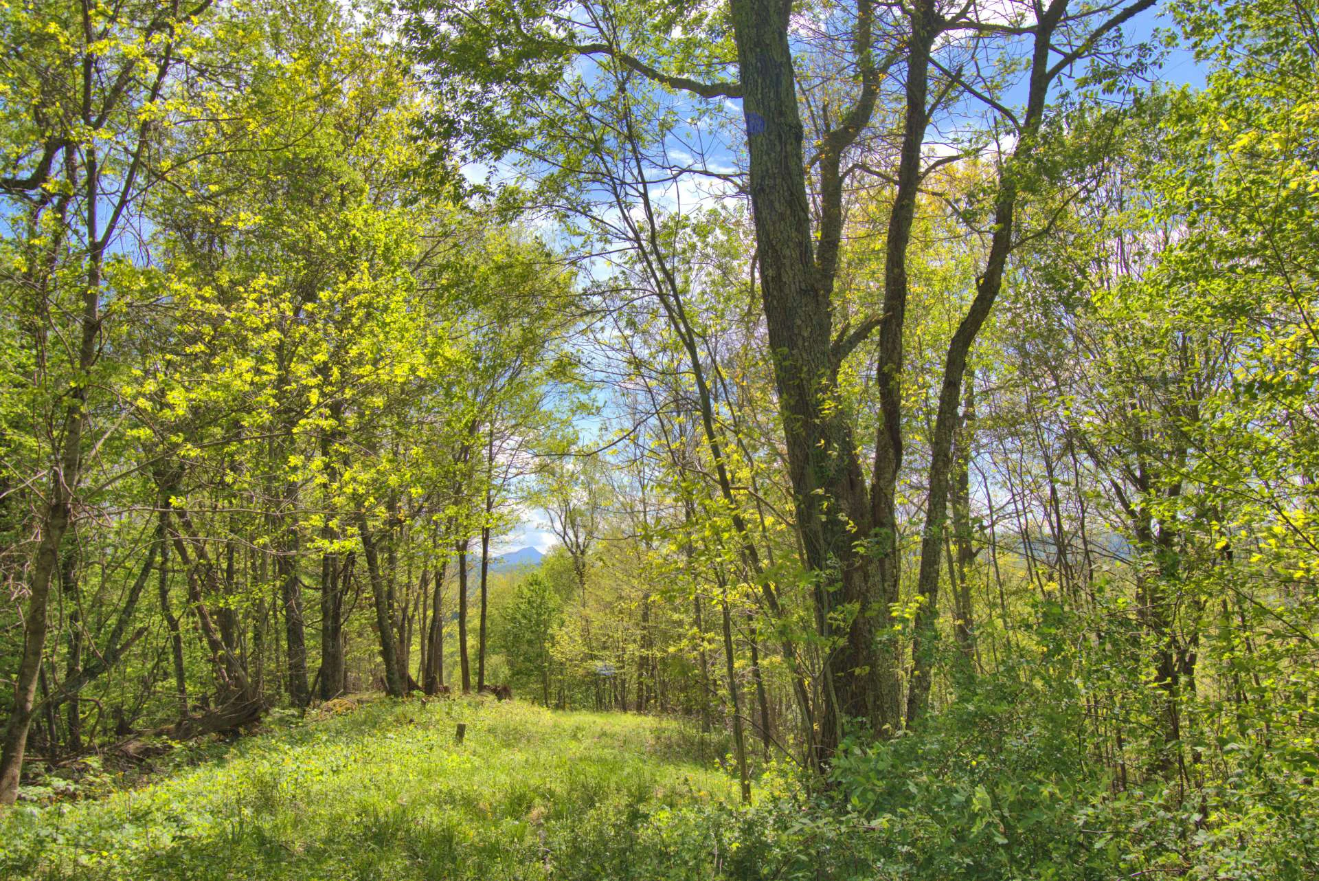 Image number 2 for the current listing