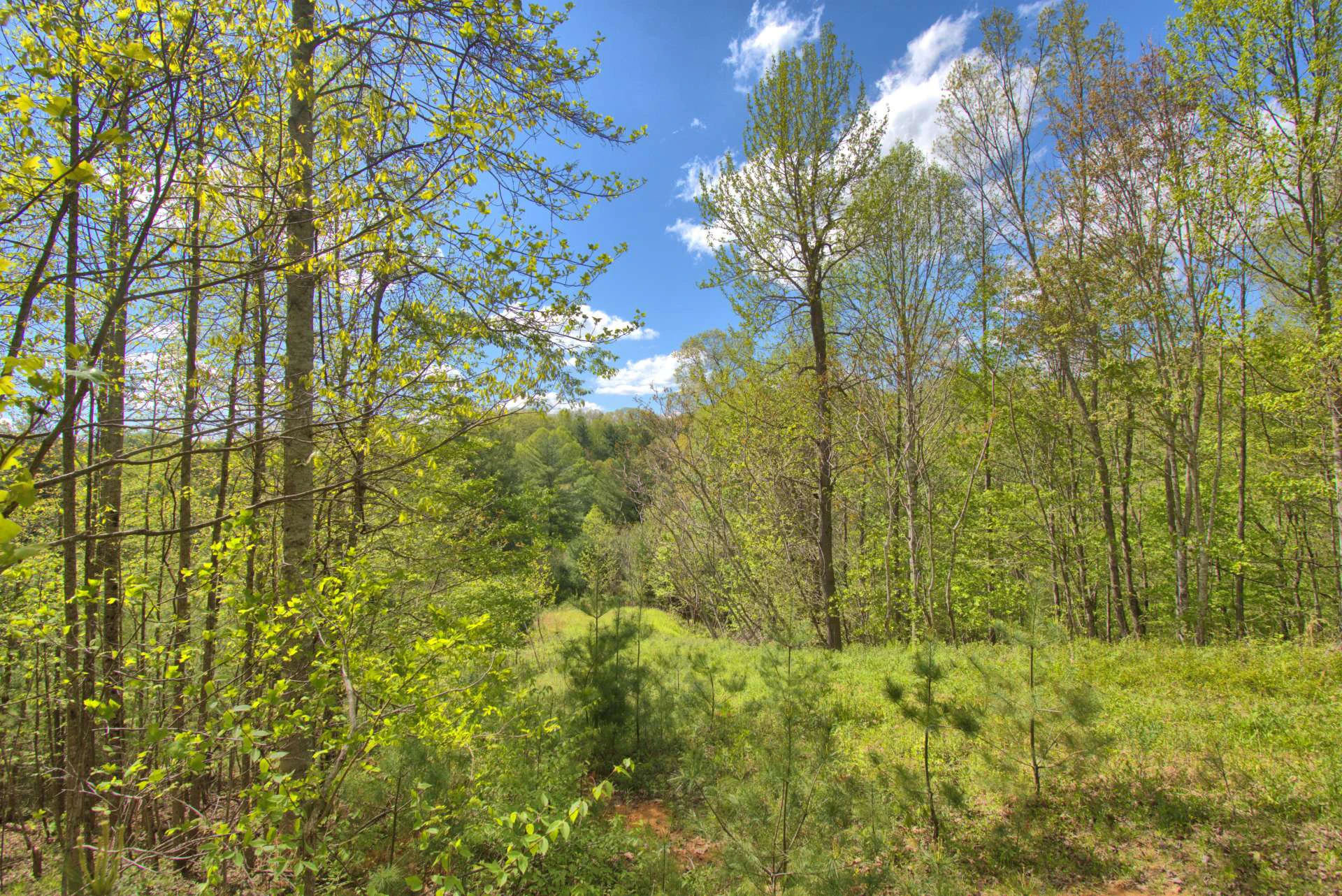 Image number 3 for the current listing