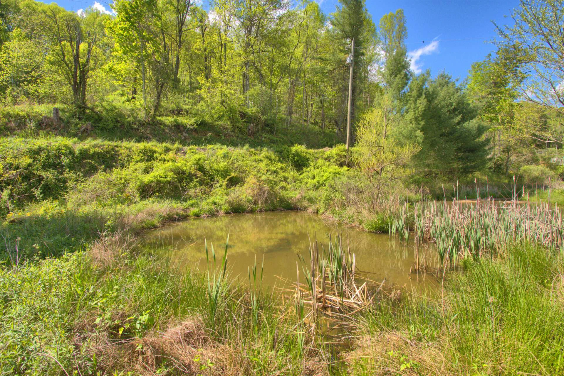 Image number 5 for the current listing