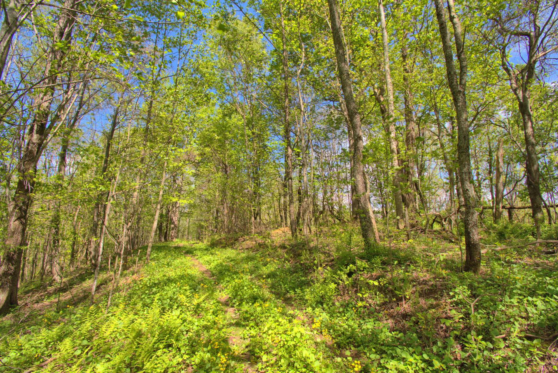 Image number 6 for the current listing