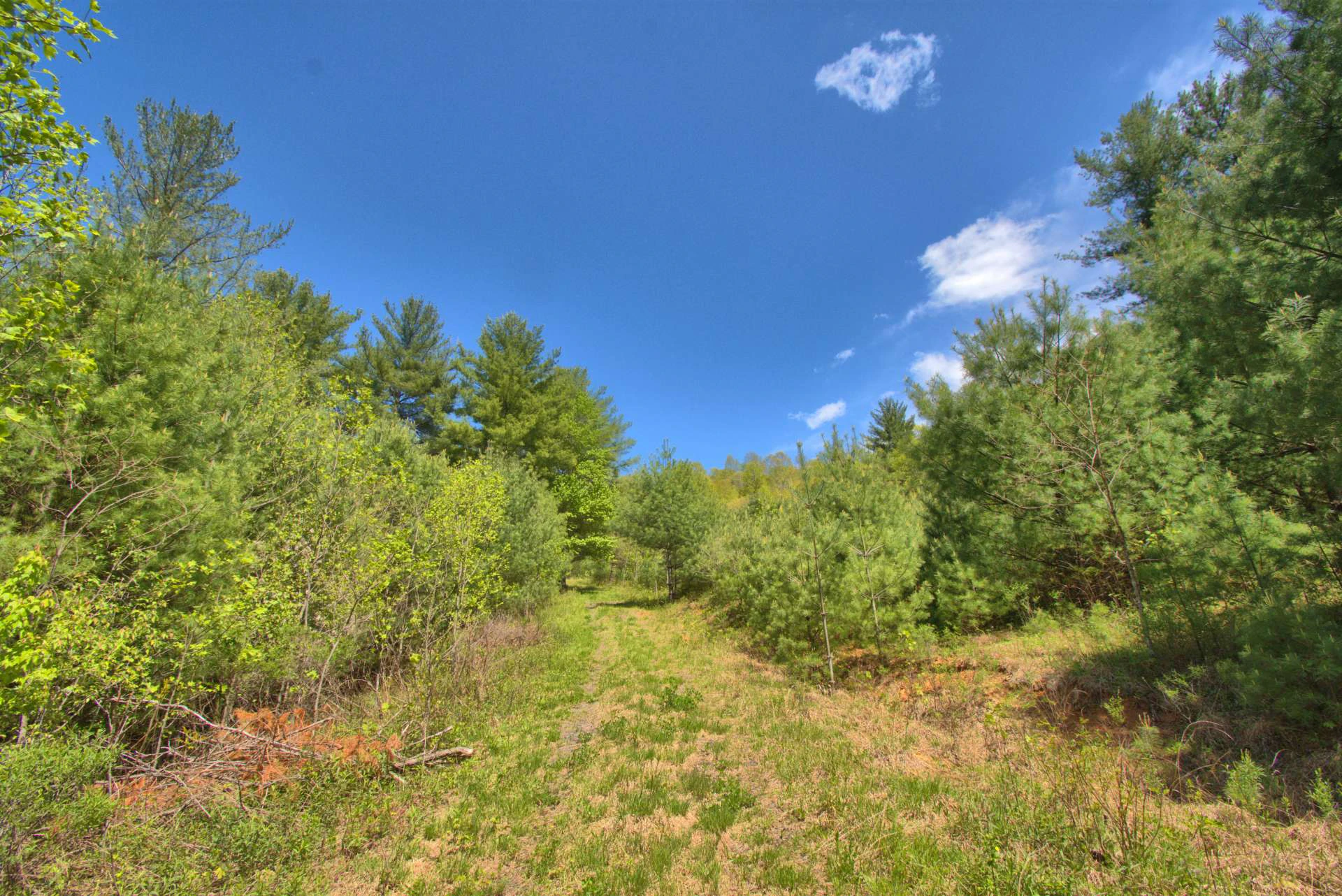 Image number 8 for the current listing