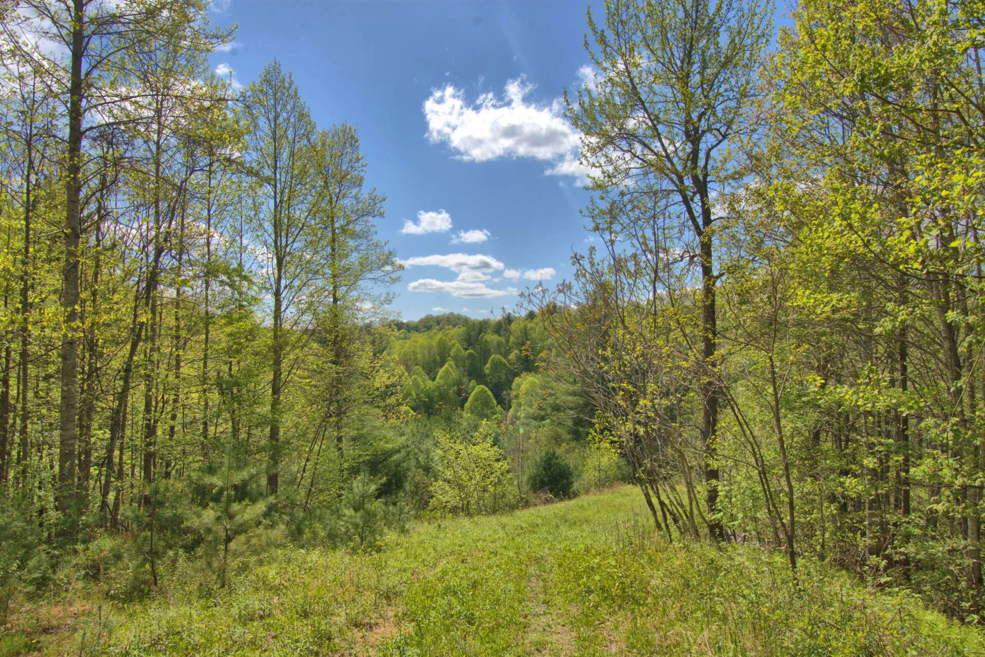 Image number 9 for the current listing
