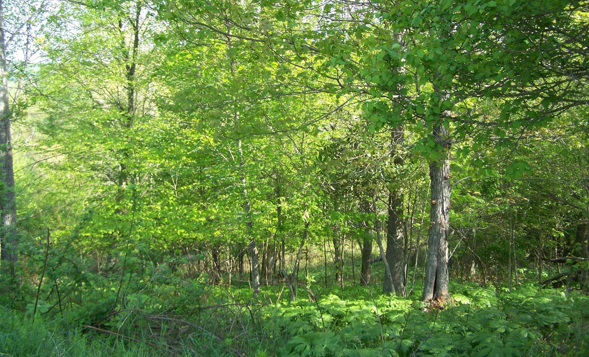 Image number 4 for the current listing