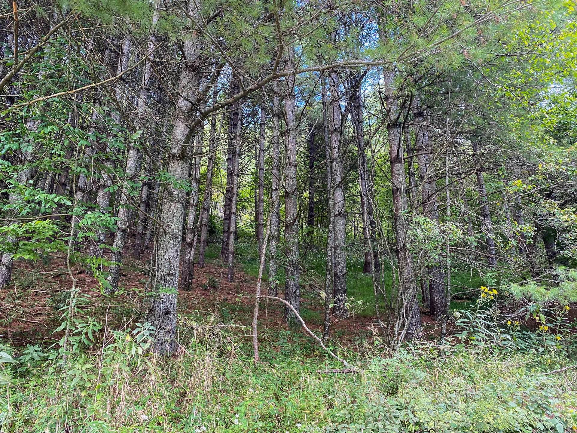 Image number 2 for the current listing