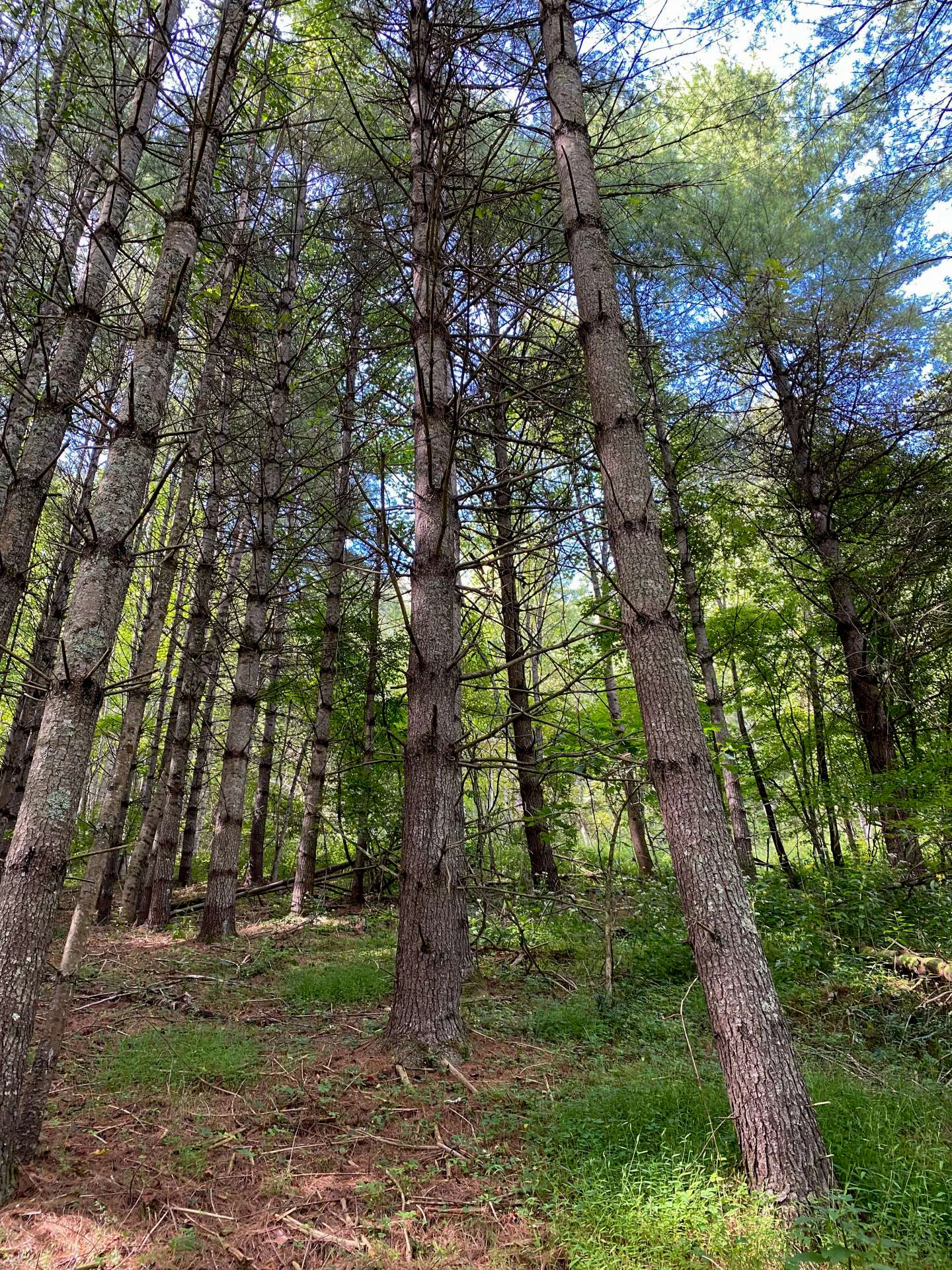 Image number 4 for the current listing