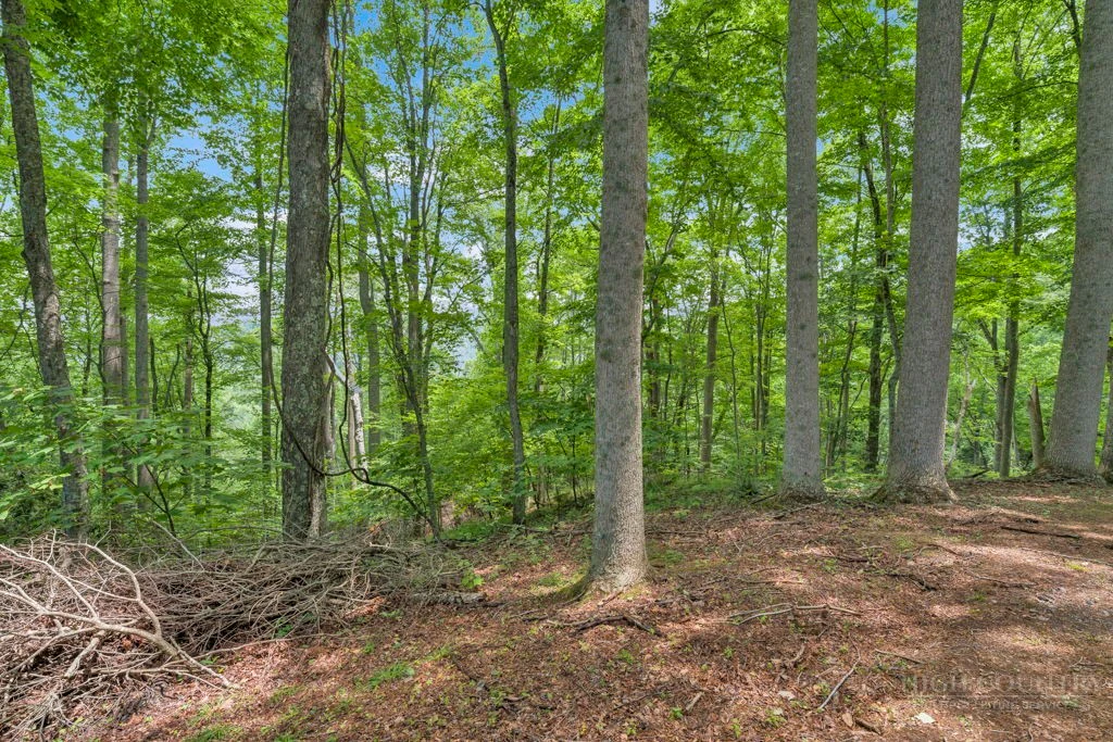 Image number 7 for the current listing