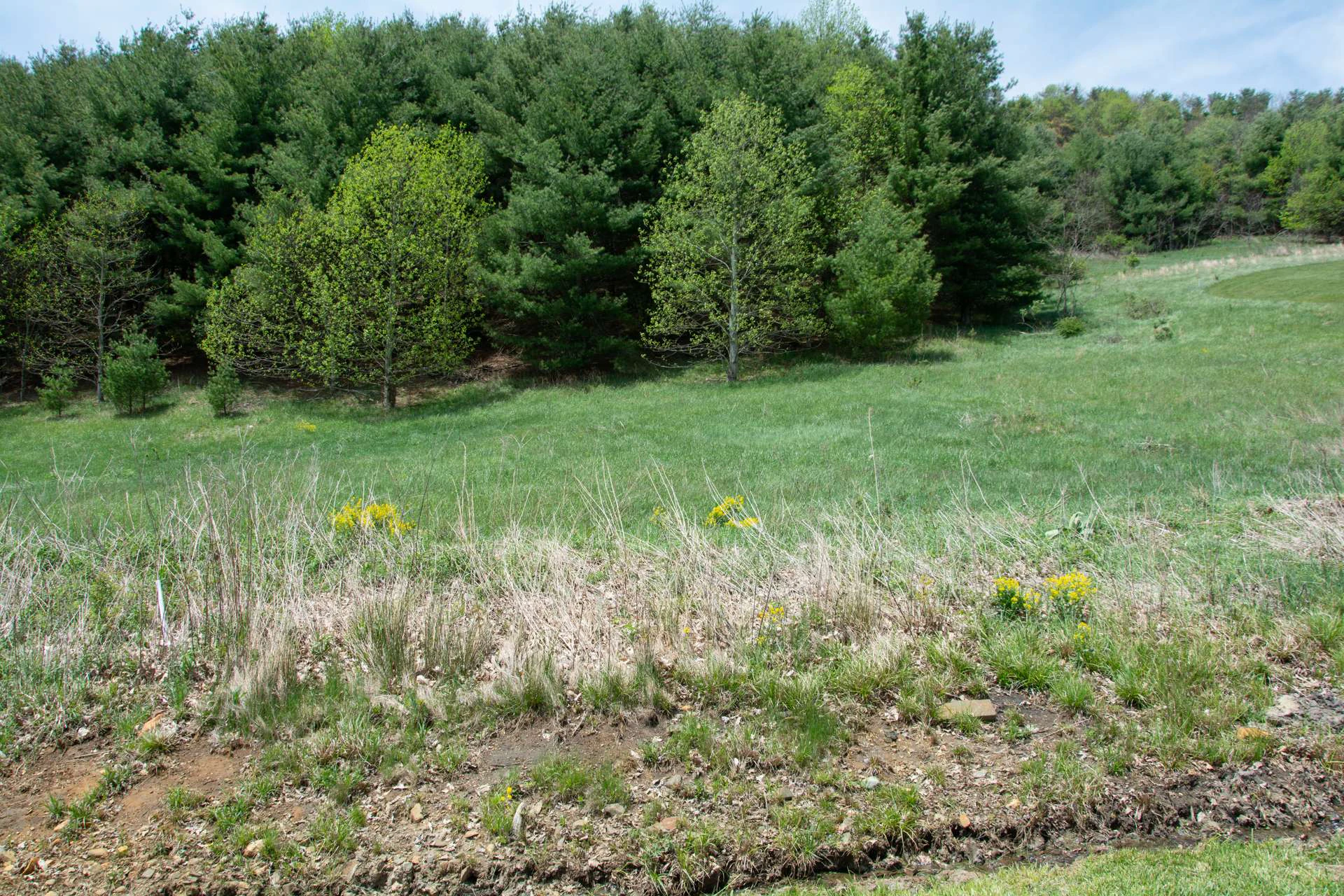 Image number 2 for the current listing