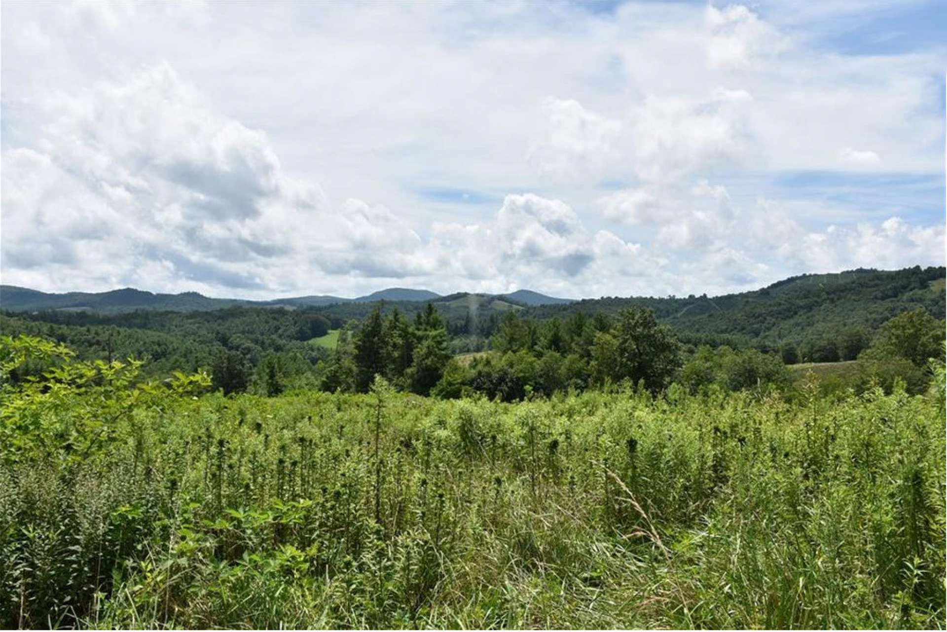 Image number 3 for the current listing