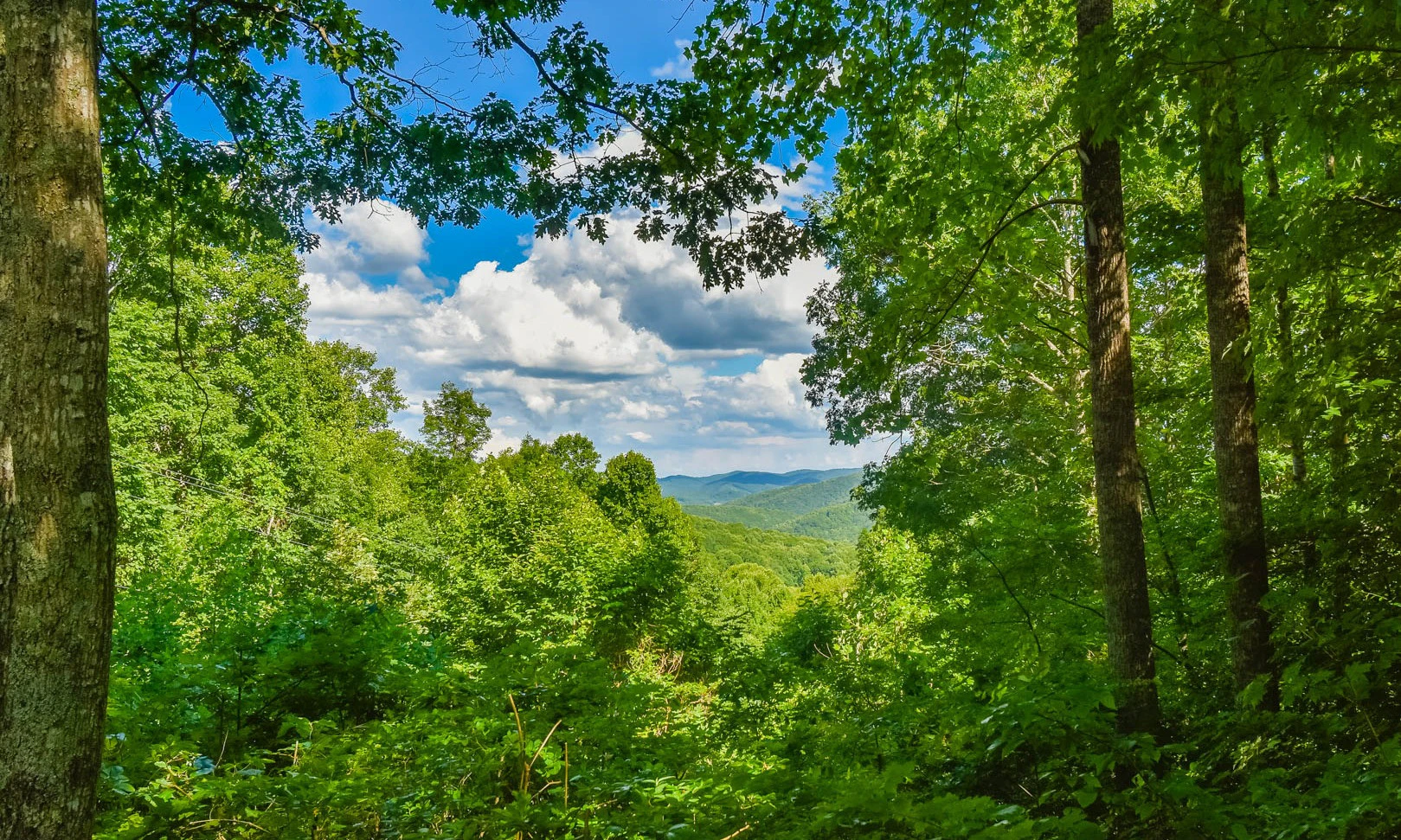 Image number 1 for the current listing