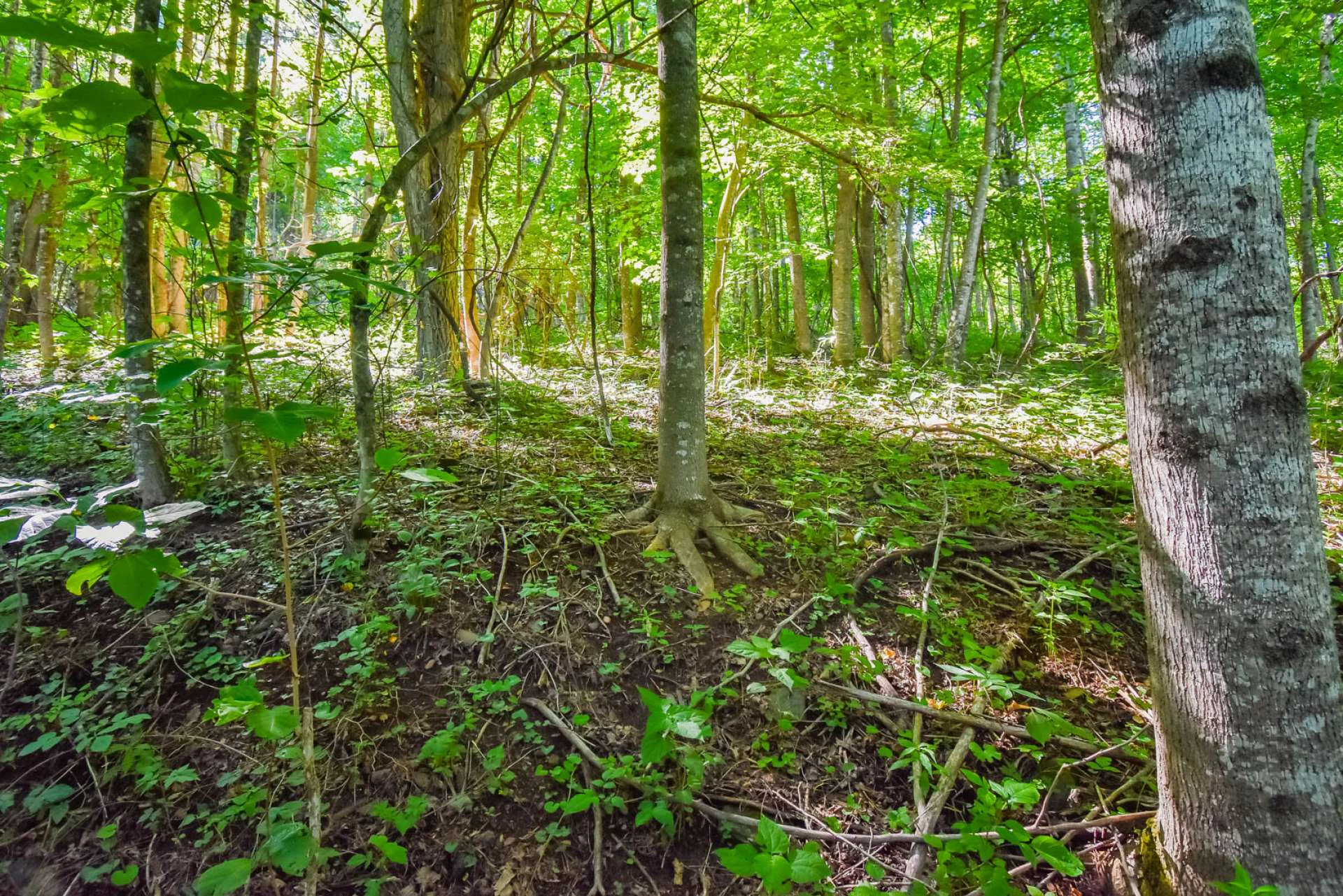 Image number 3 for the current listing