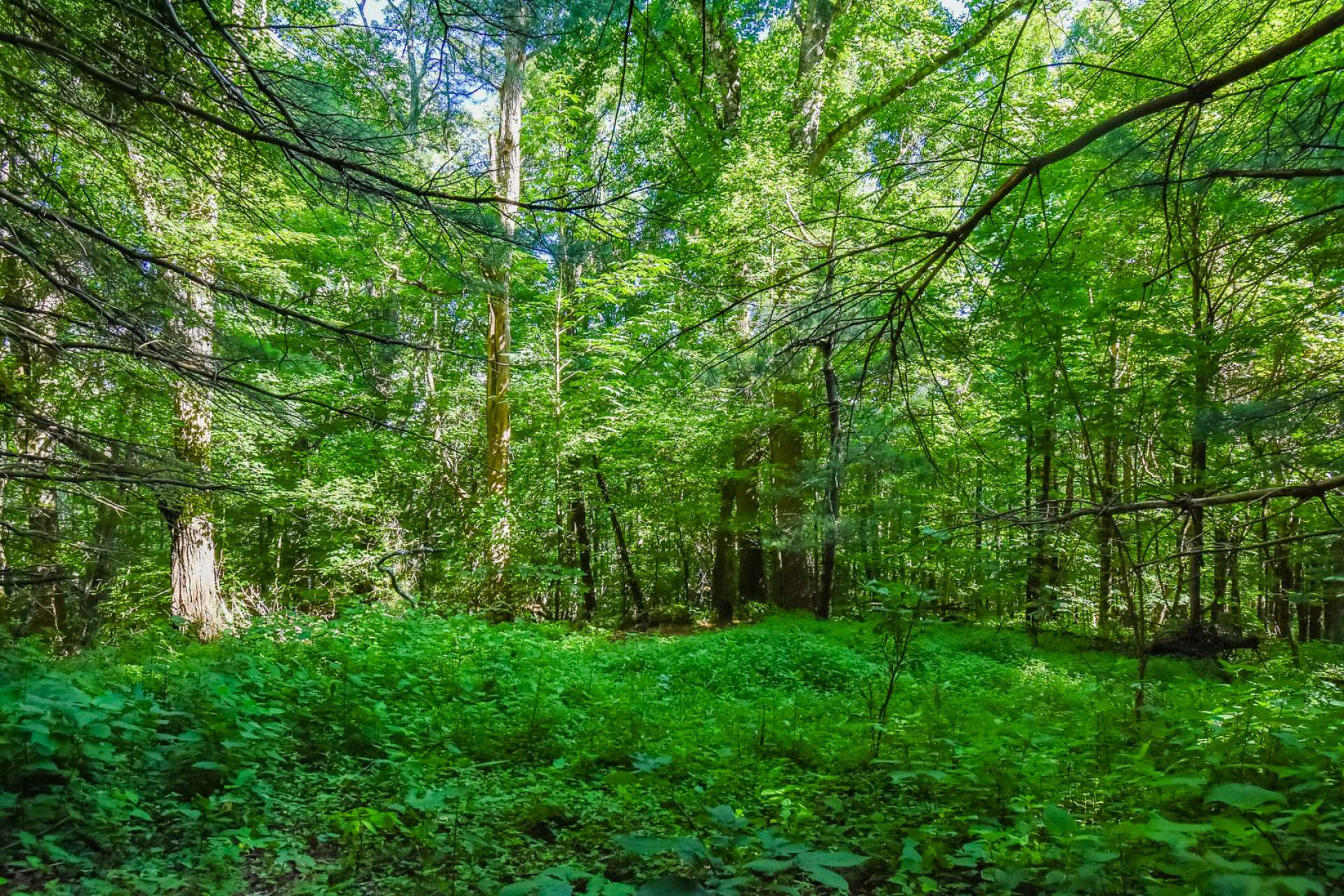 Image number 6 for the current listing