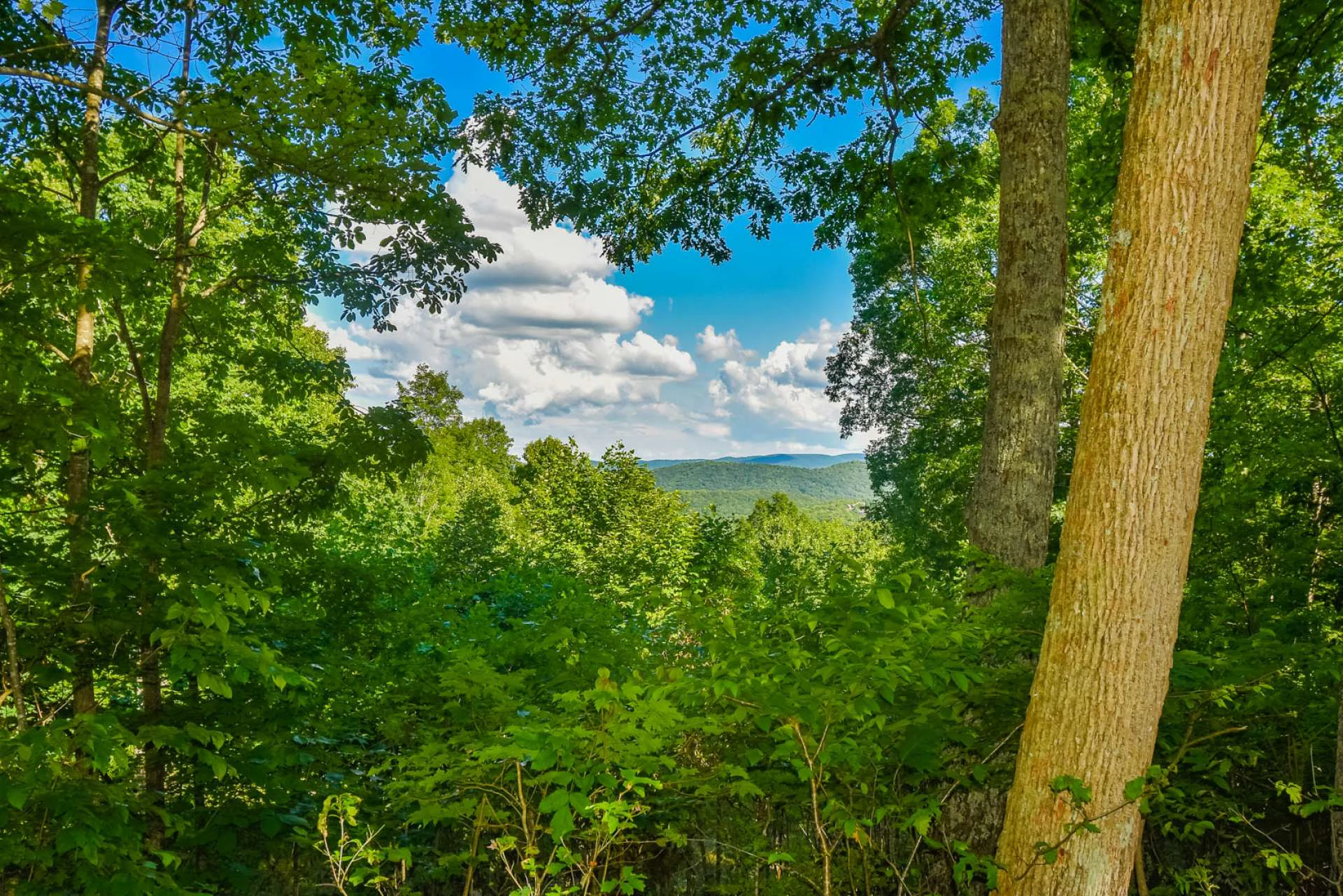 Image number 9 for the current listing