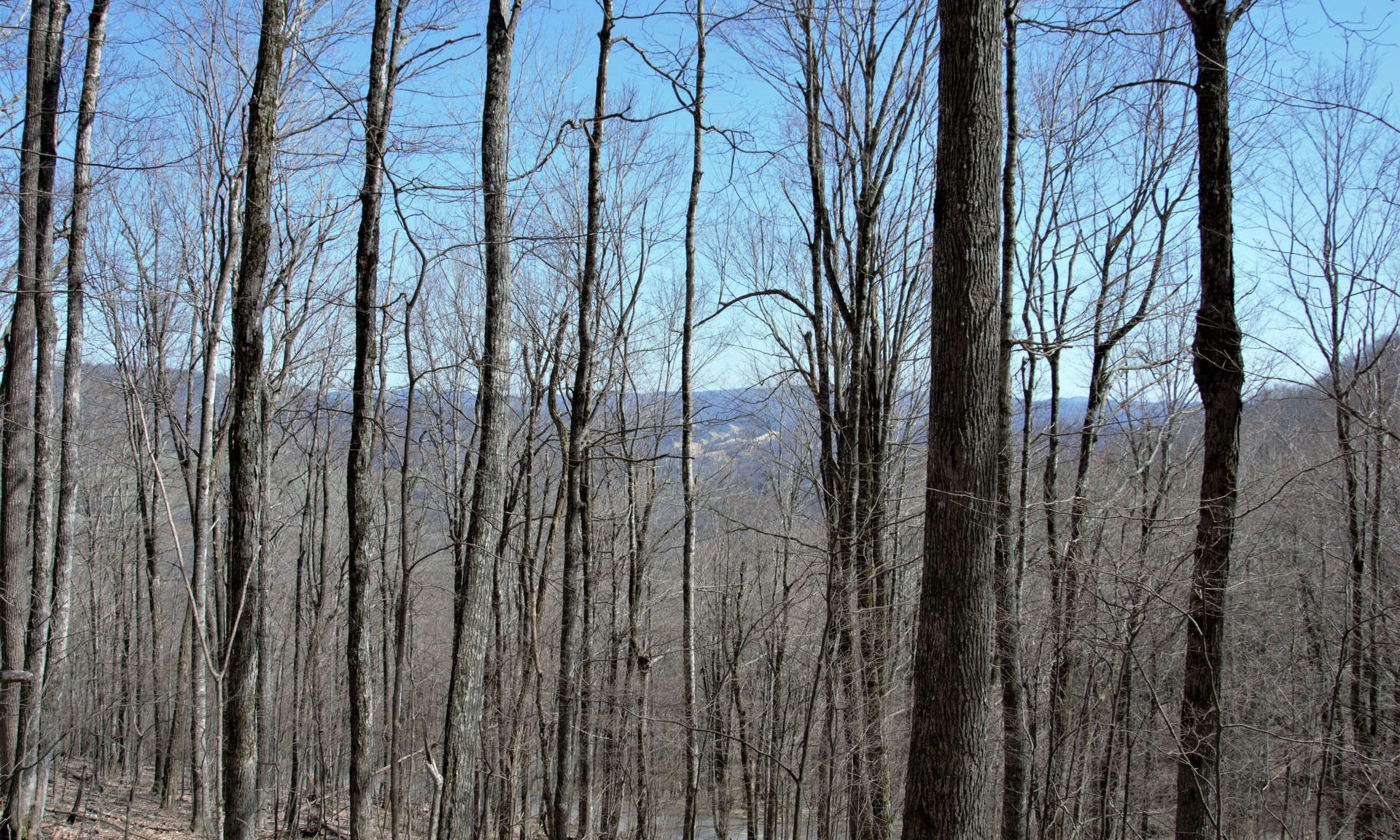Image number 1 for the current listing
